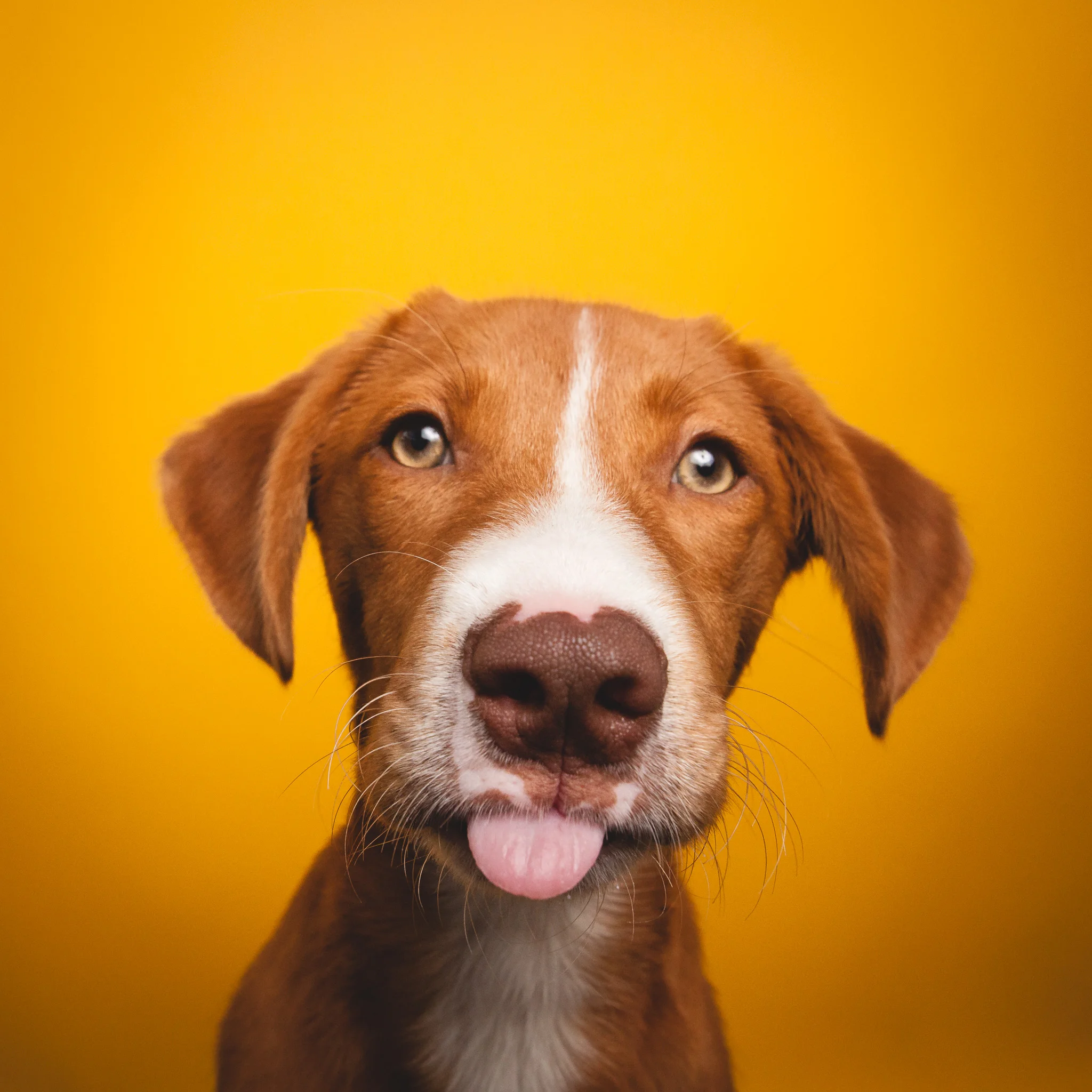 Chicago Dog Photographer