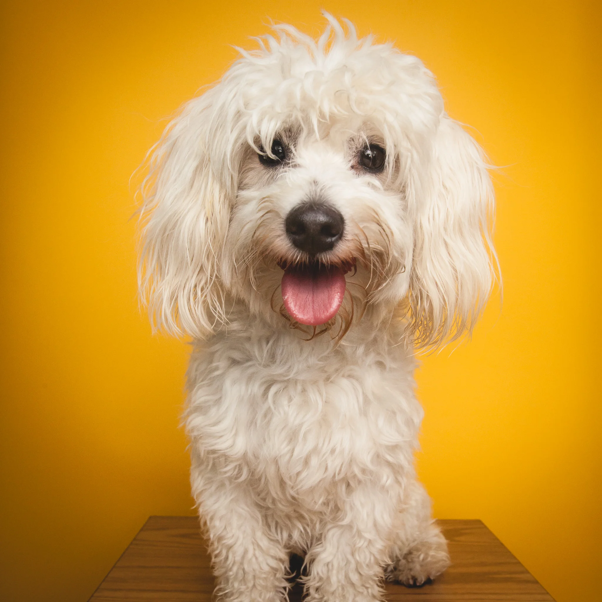 Chicago Pet Photography