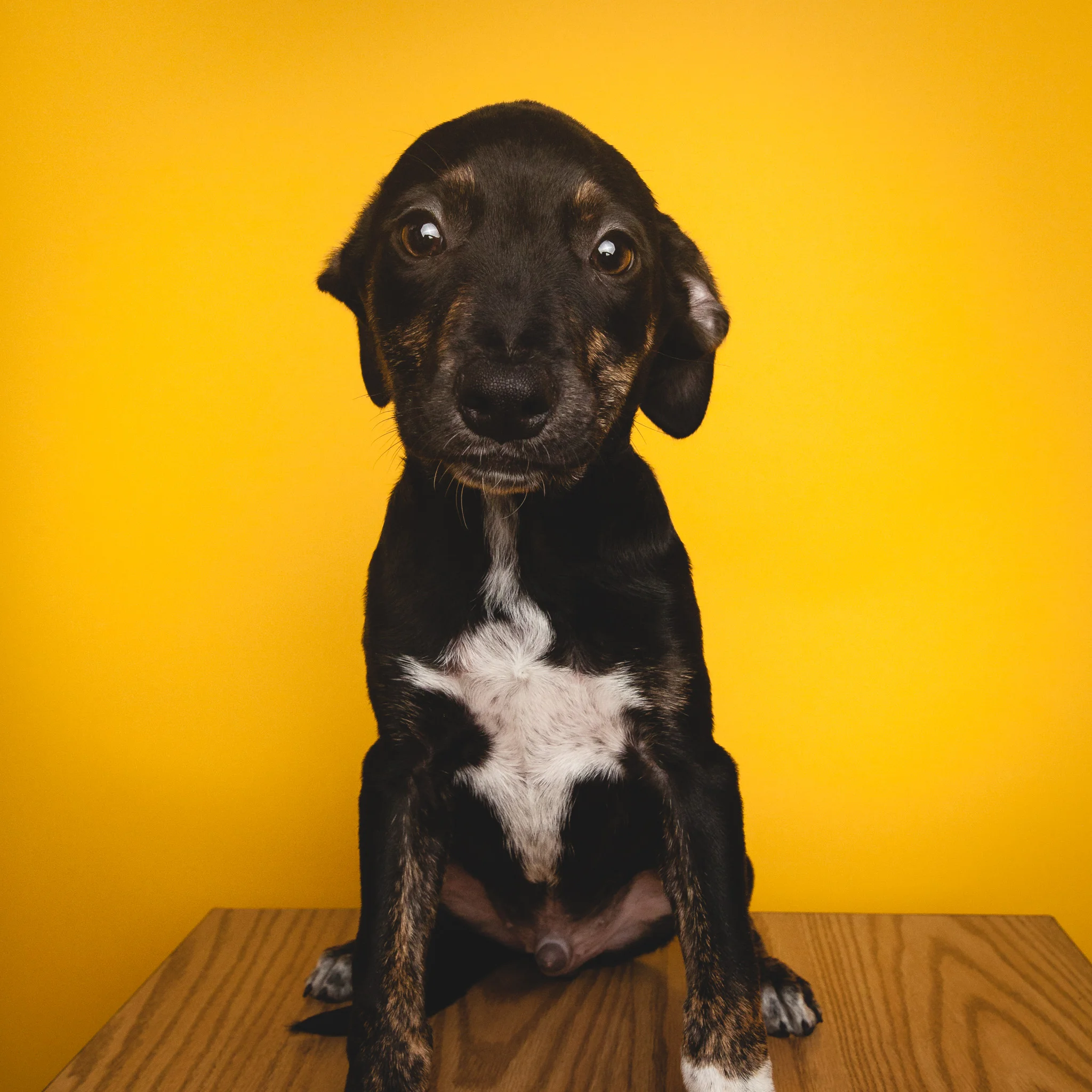 Amstaphy, Pet Photography