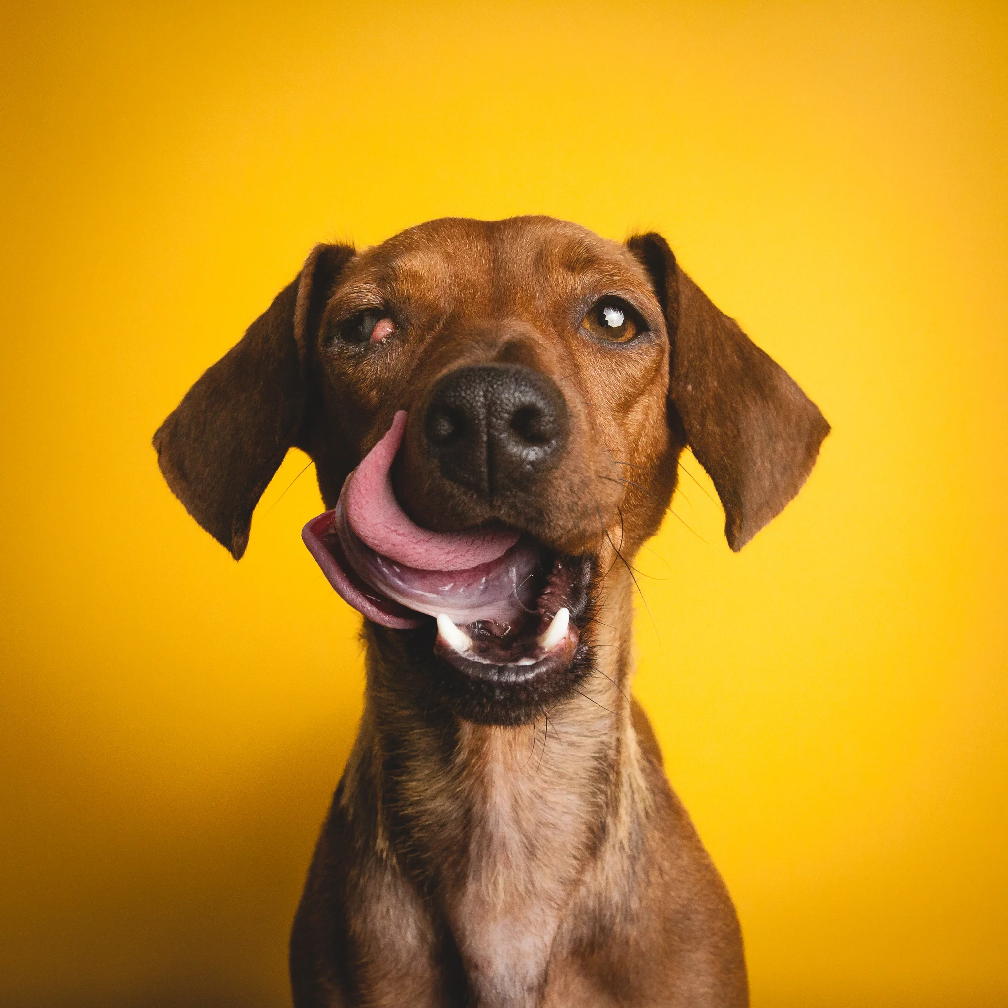 Amstaphy, Pet Photography