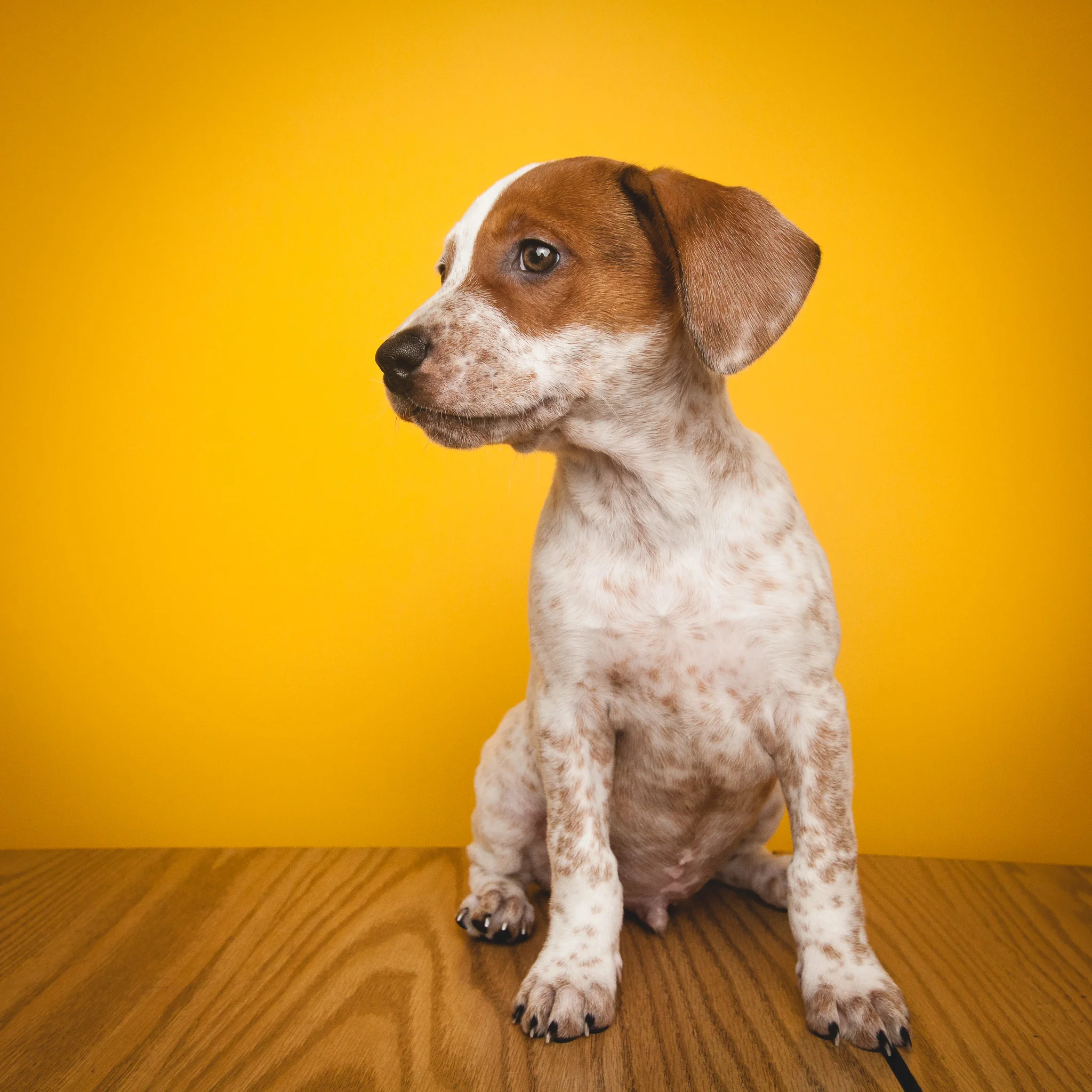 Chicago dog photographer