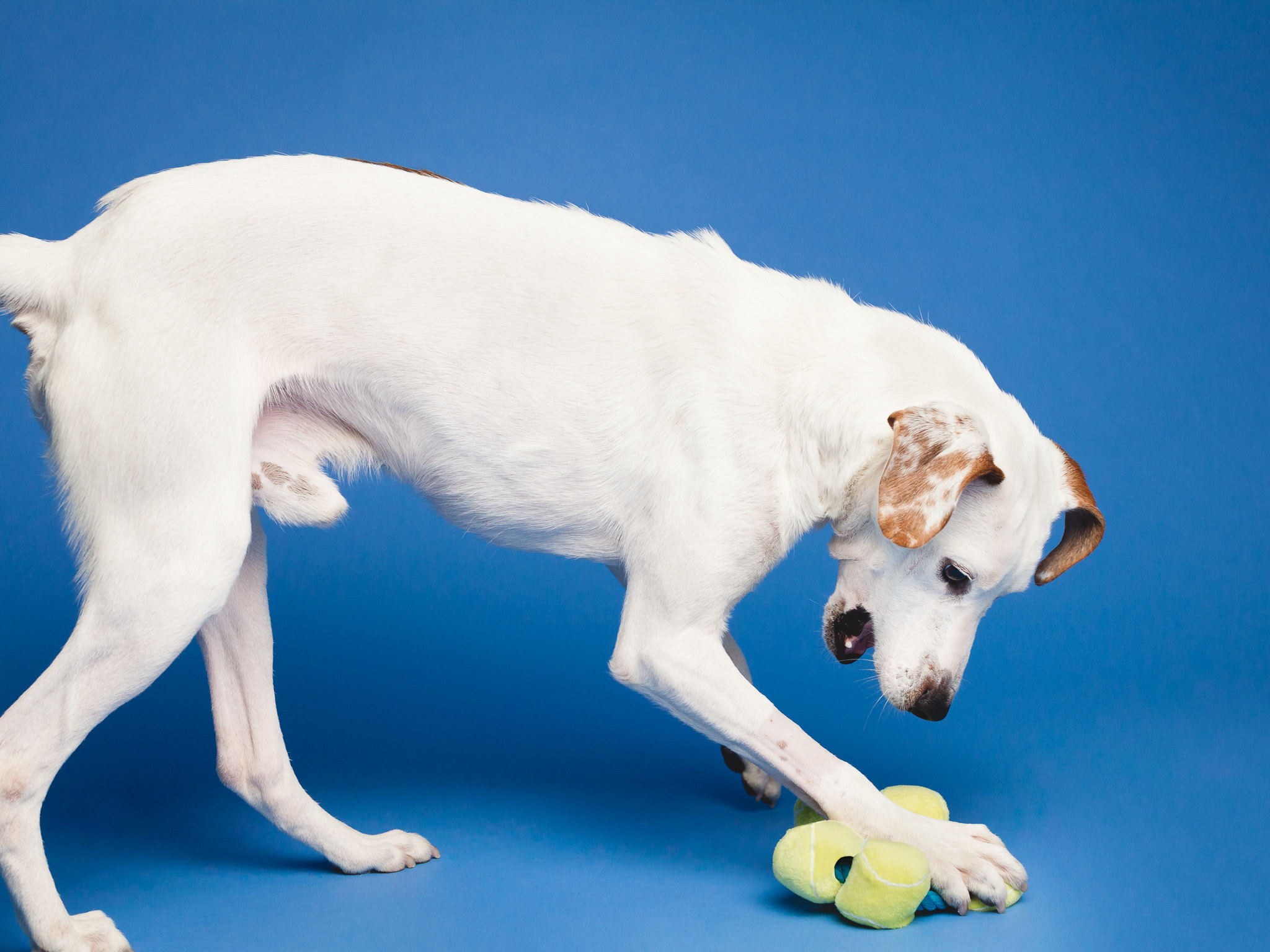 Chicago Pet Photographer