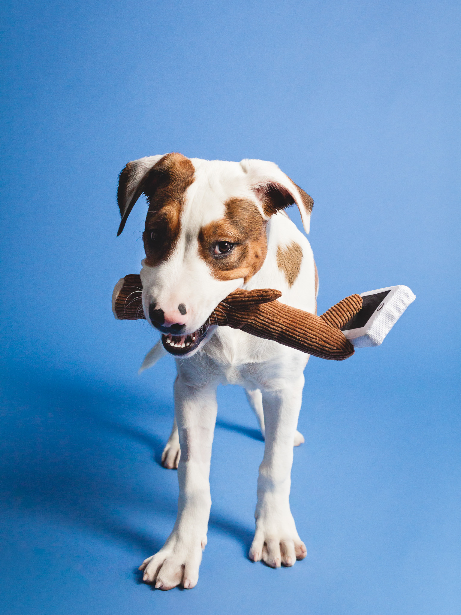 Chicago Pet Photography