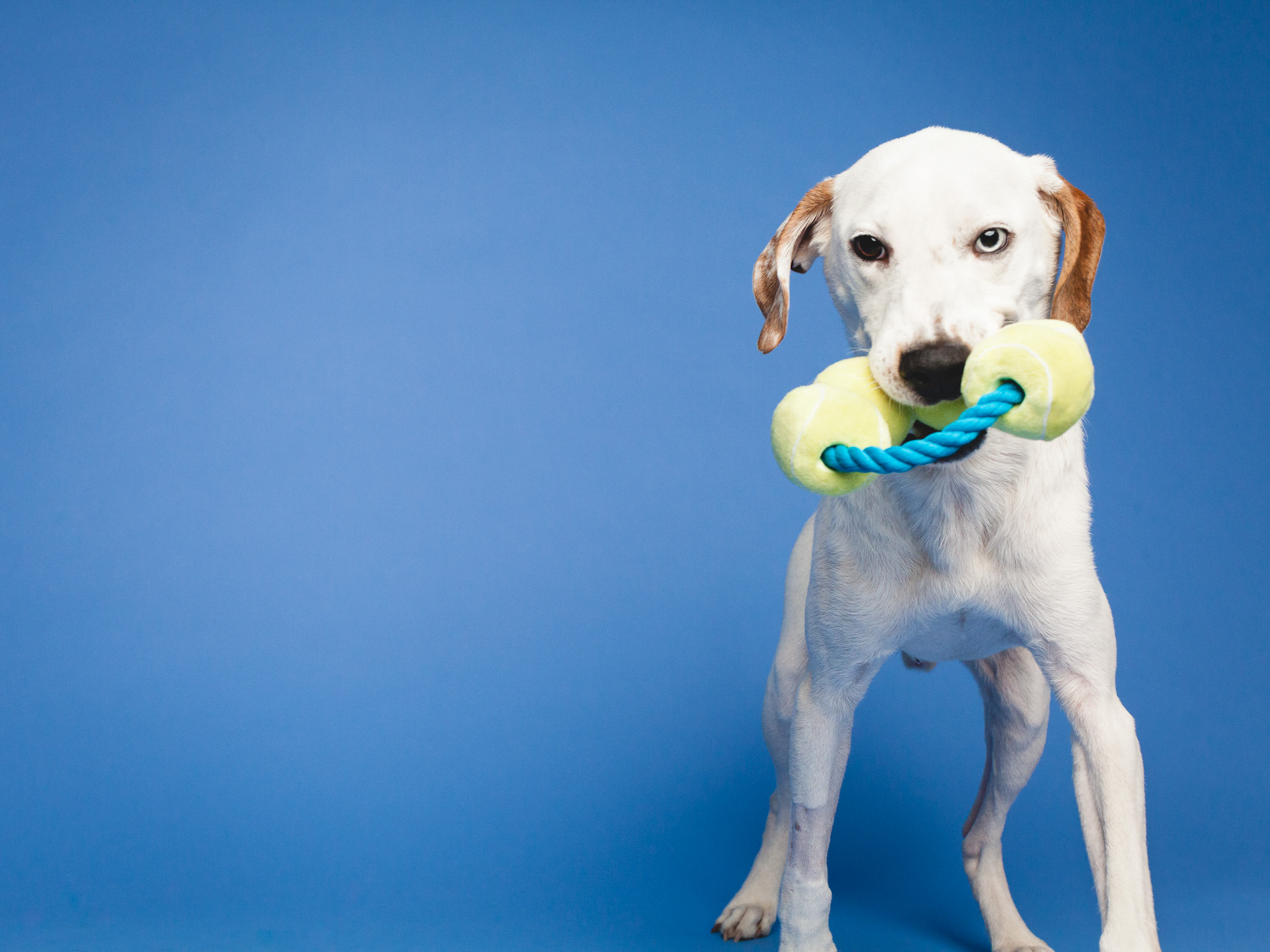 Chicago Pet Photography