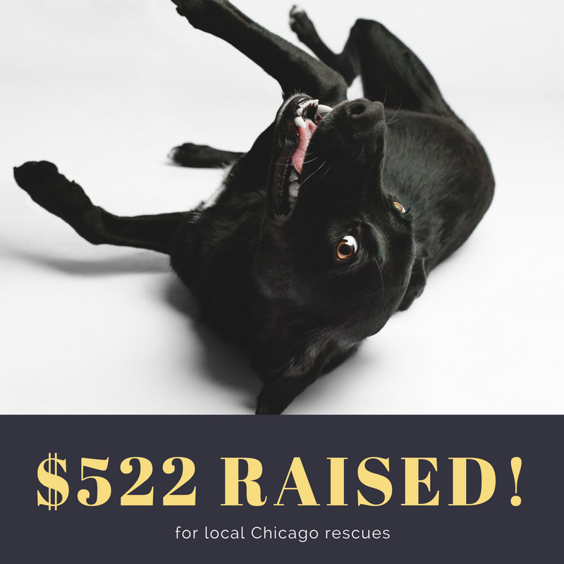 AMSTAPHY, Pet Photography raises money for local Chicago Rescues