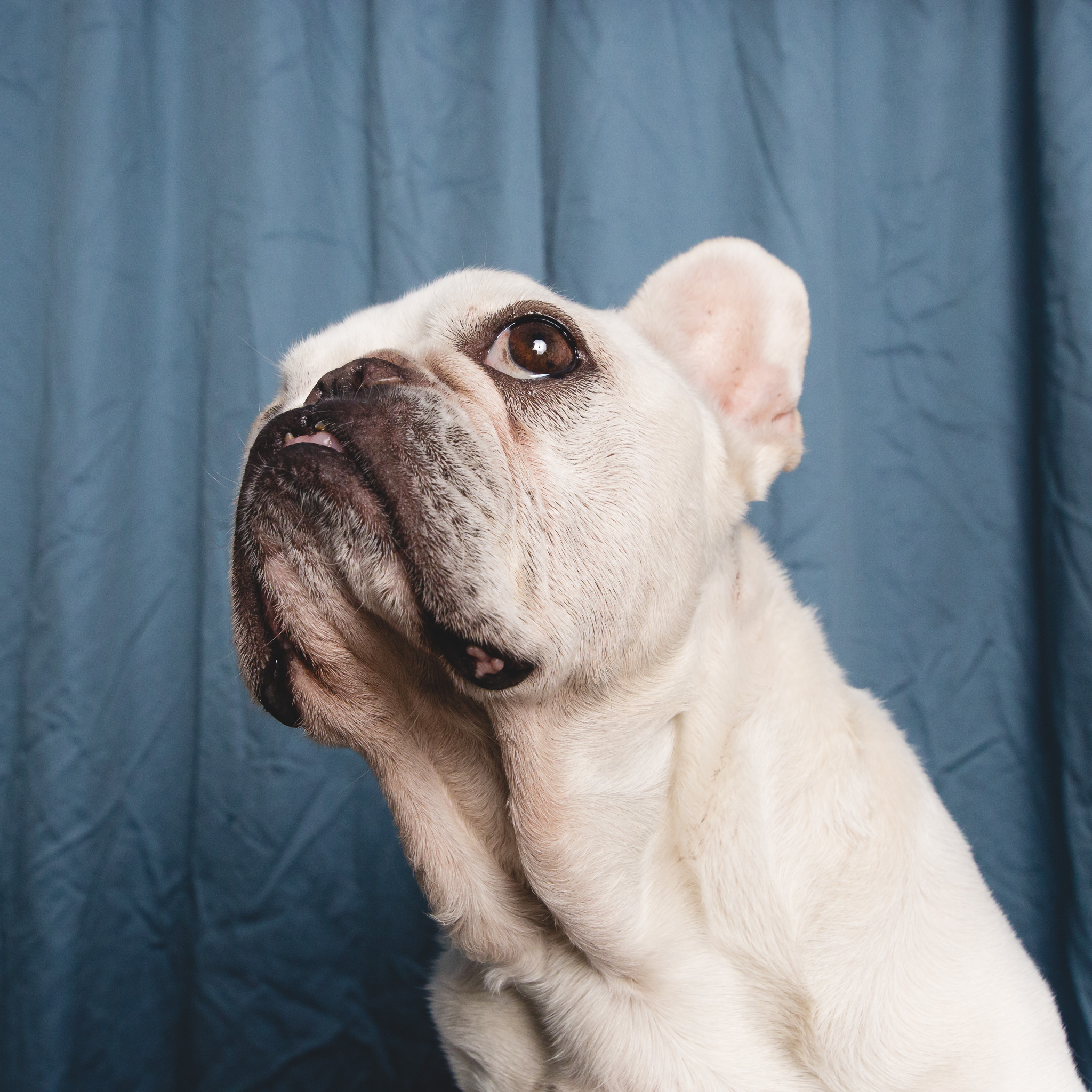 French Bulldog Portrait | AMSTAPHY, Pet Photography