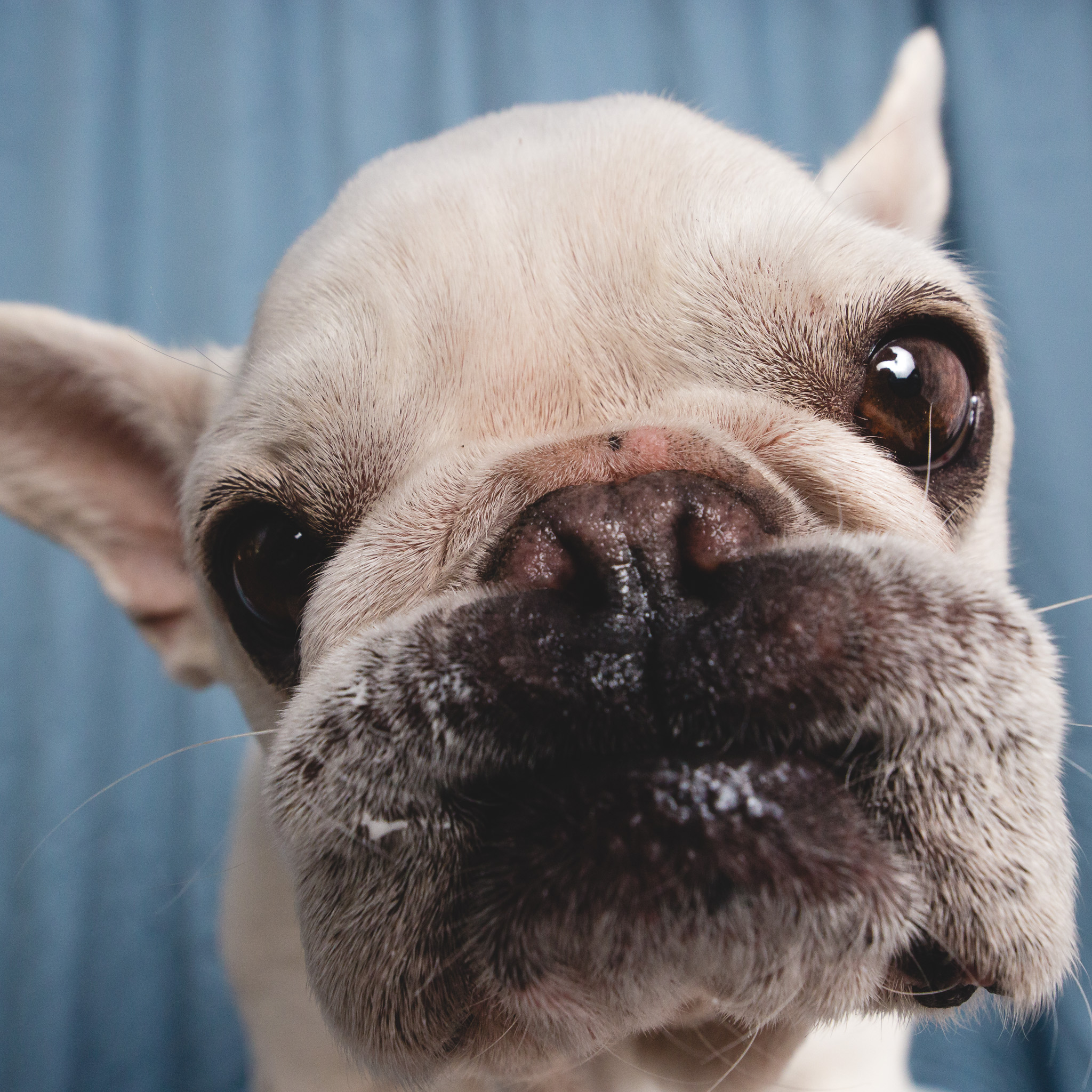 French Bulldog Portrait | AMSTAPHY, Pet Photography