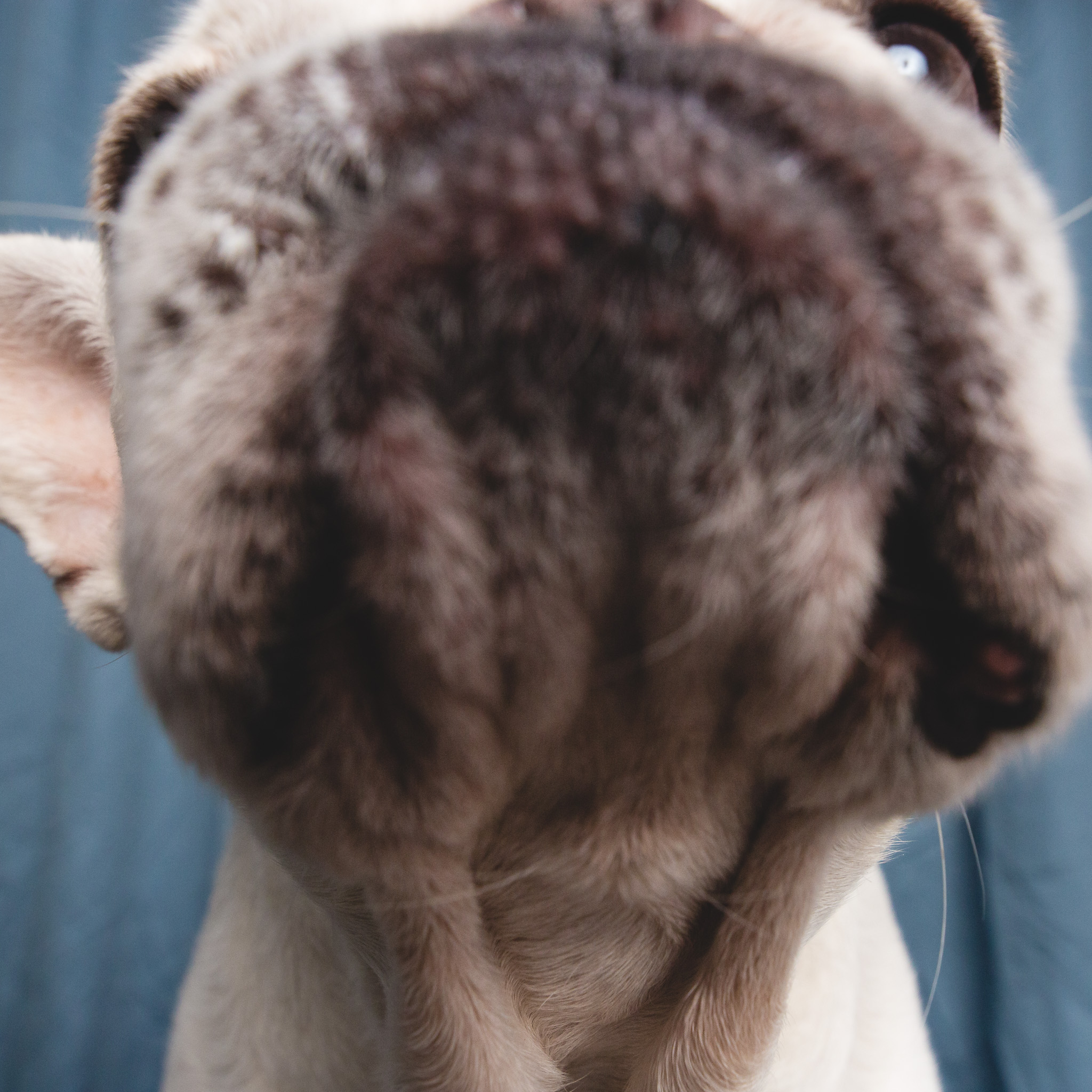 French Bulldog Portrait | AMSTAPHY, Pet Photography