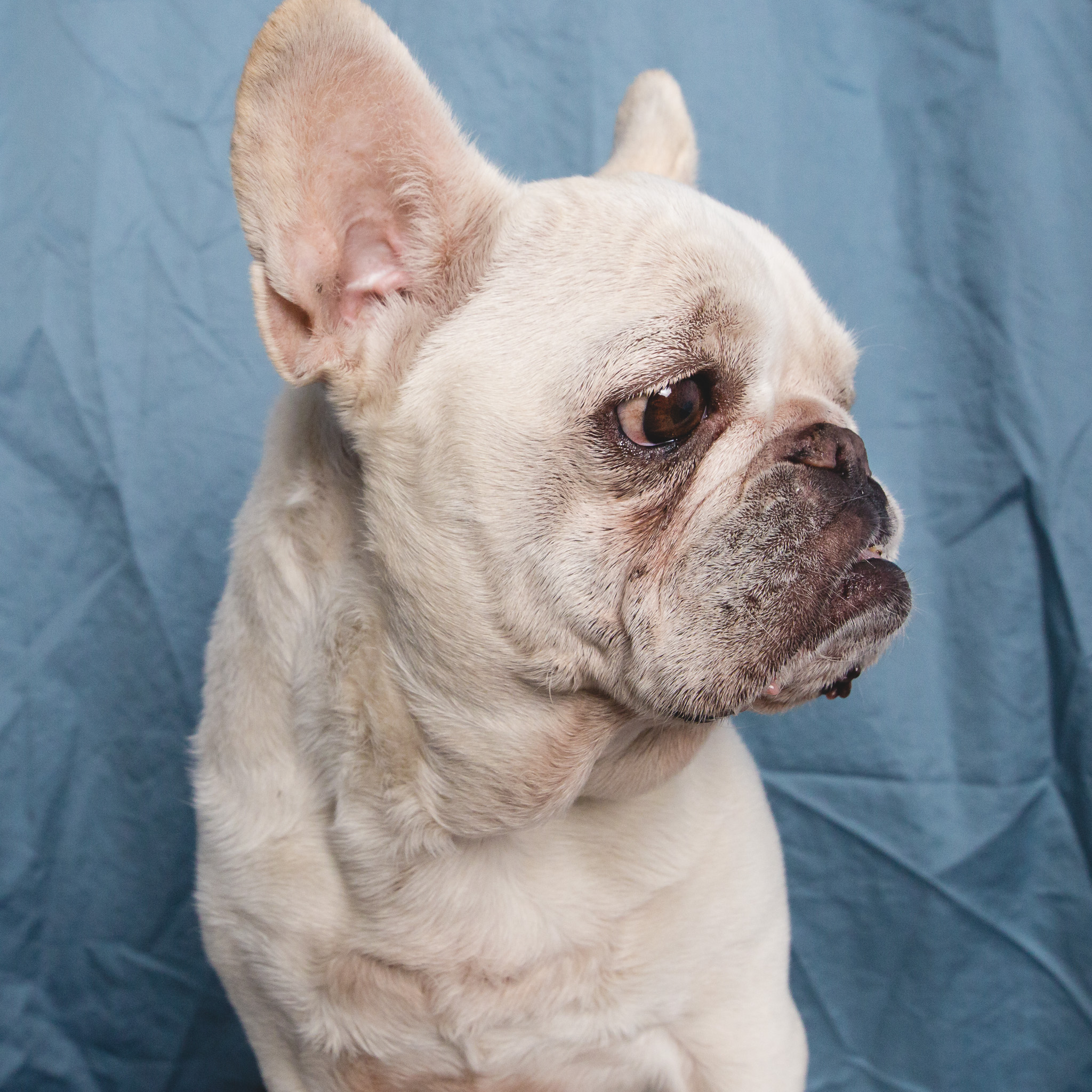 French Bulldog Portrait | AMSTAPHY, Pet Photography