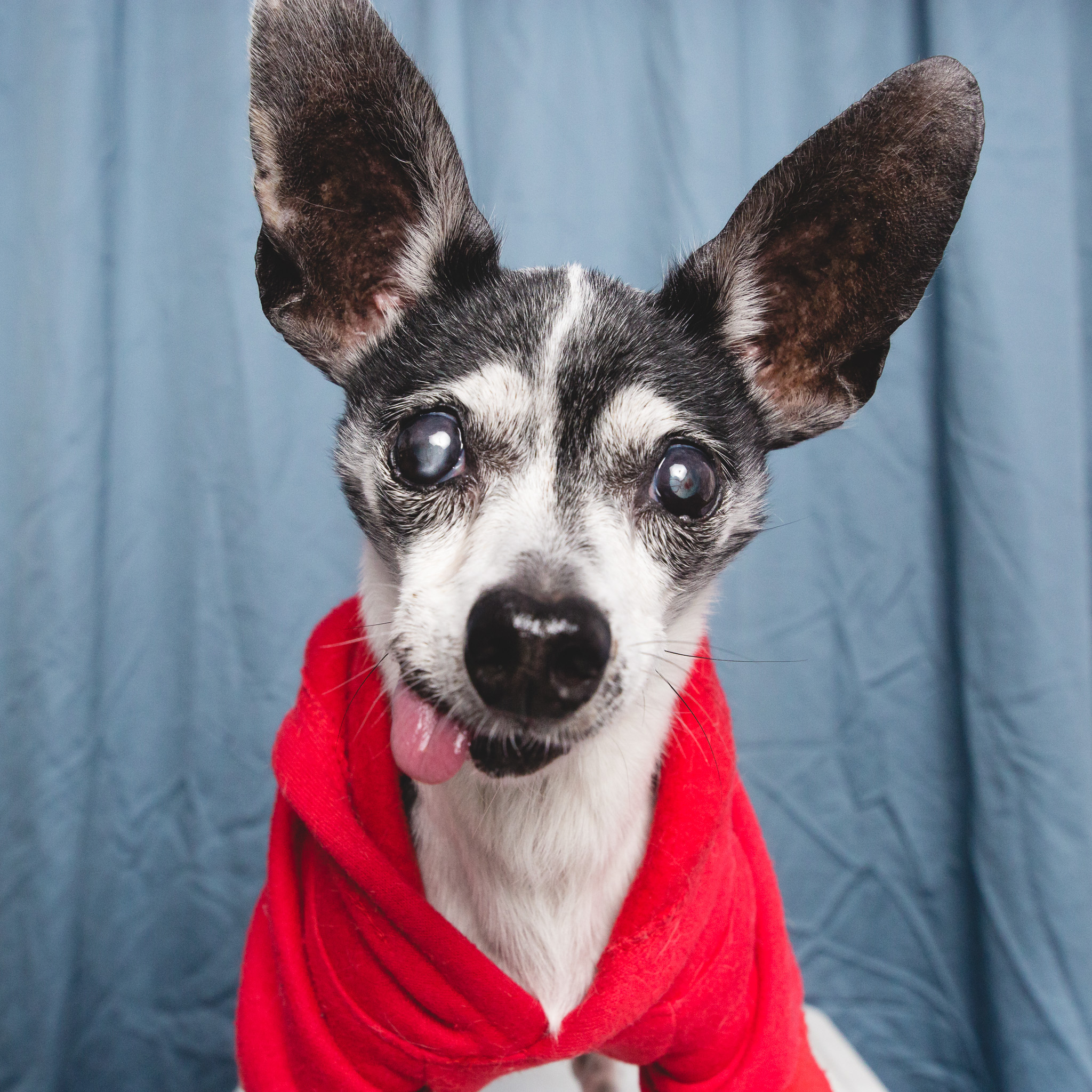 Chicago Dog Photographer