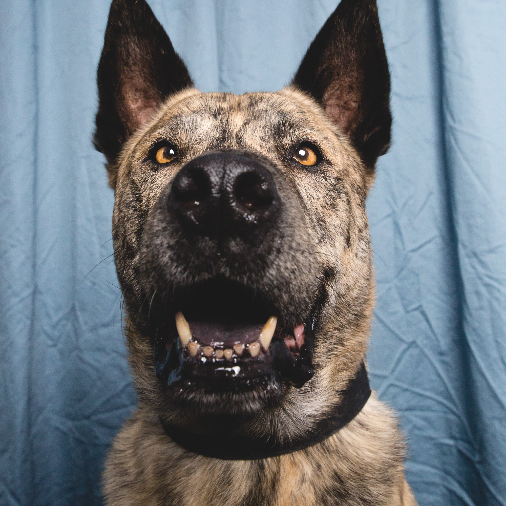 Chicago Dog Photographer