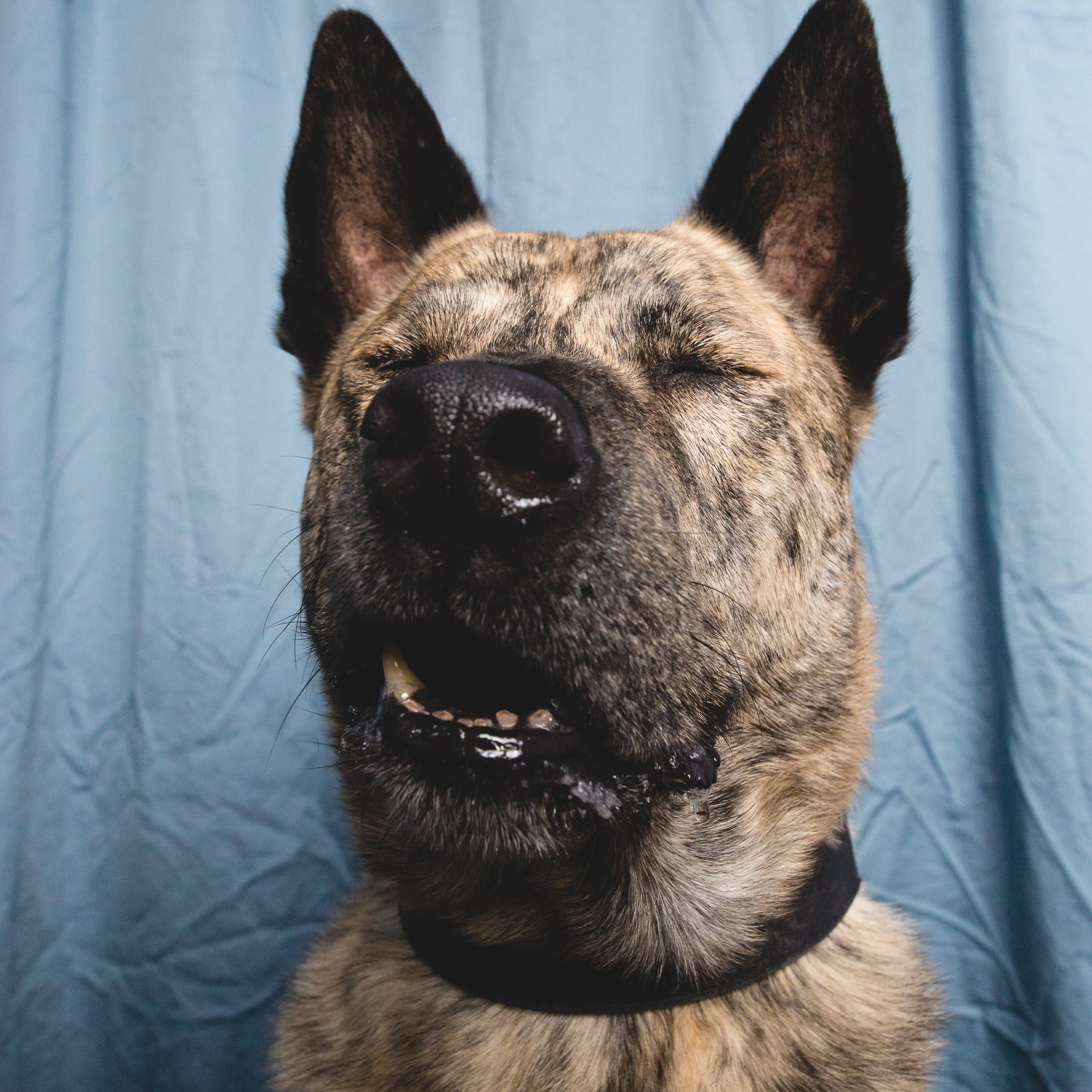 Chicago Dog Photographer