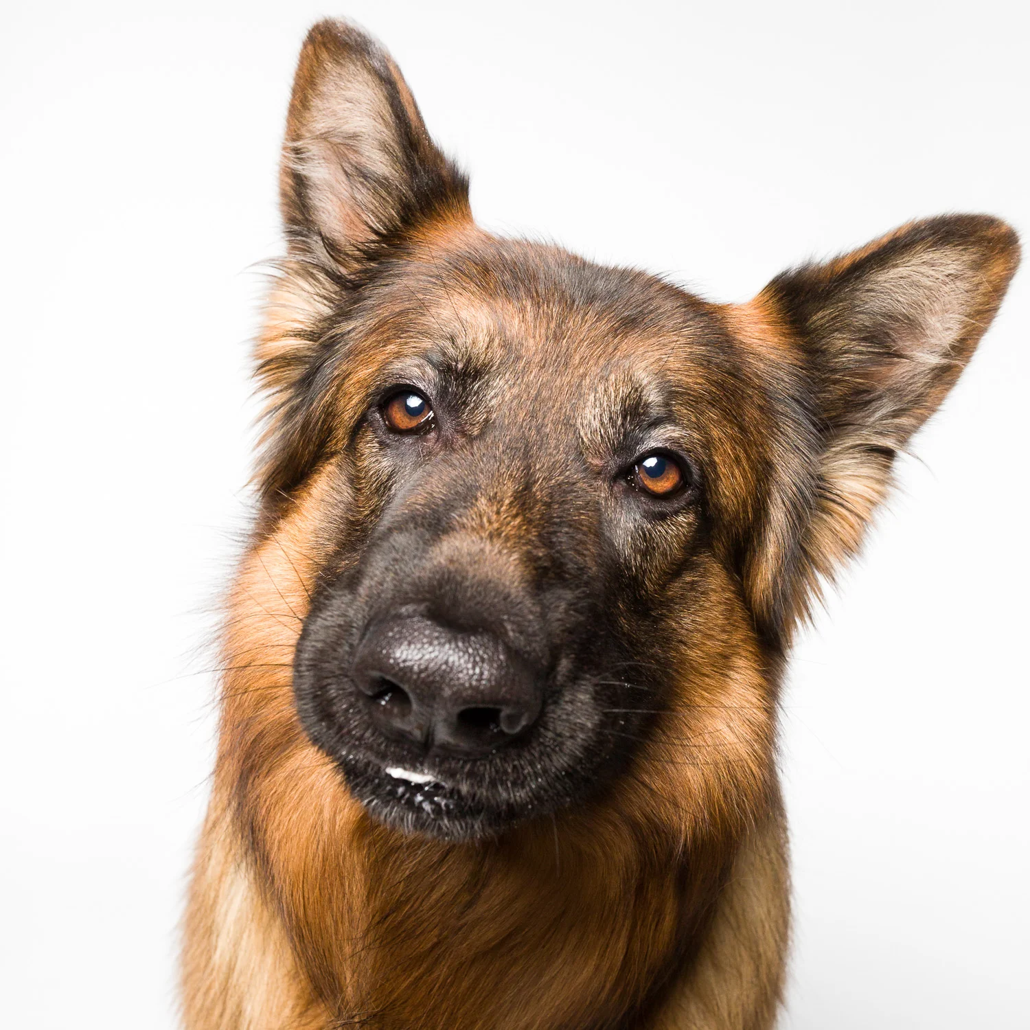 Silly German Shepherd Dog with AMSTAPHY dog photography