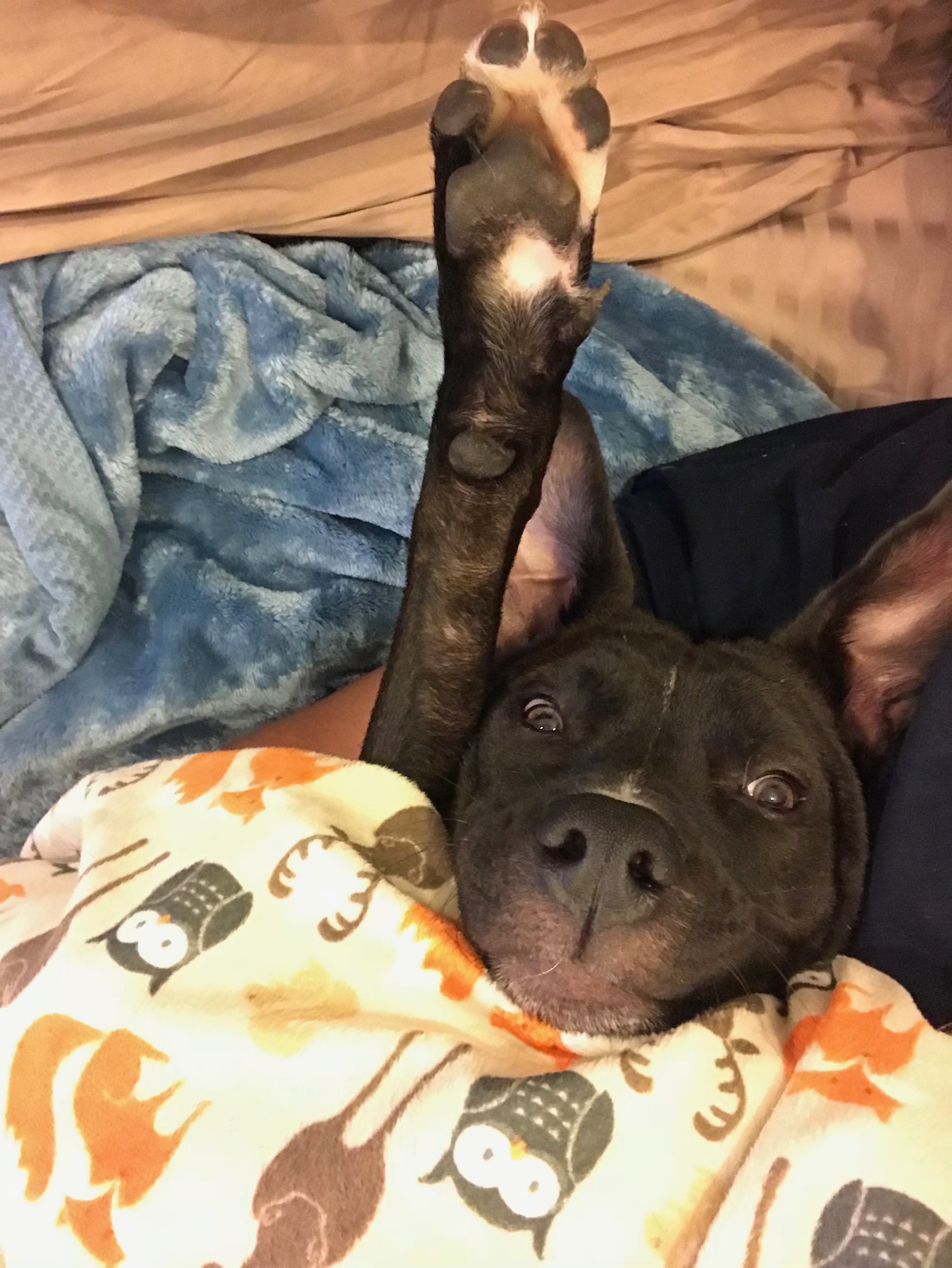 Funny Pocket Pittie