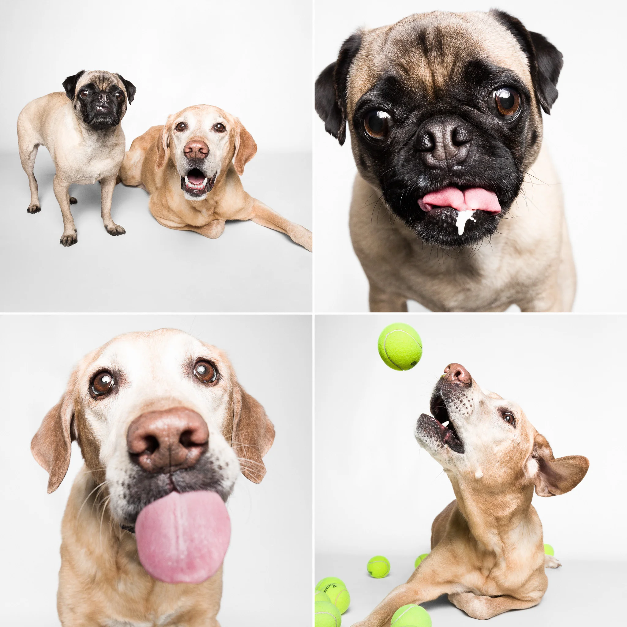 Chicago Dog Photography