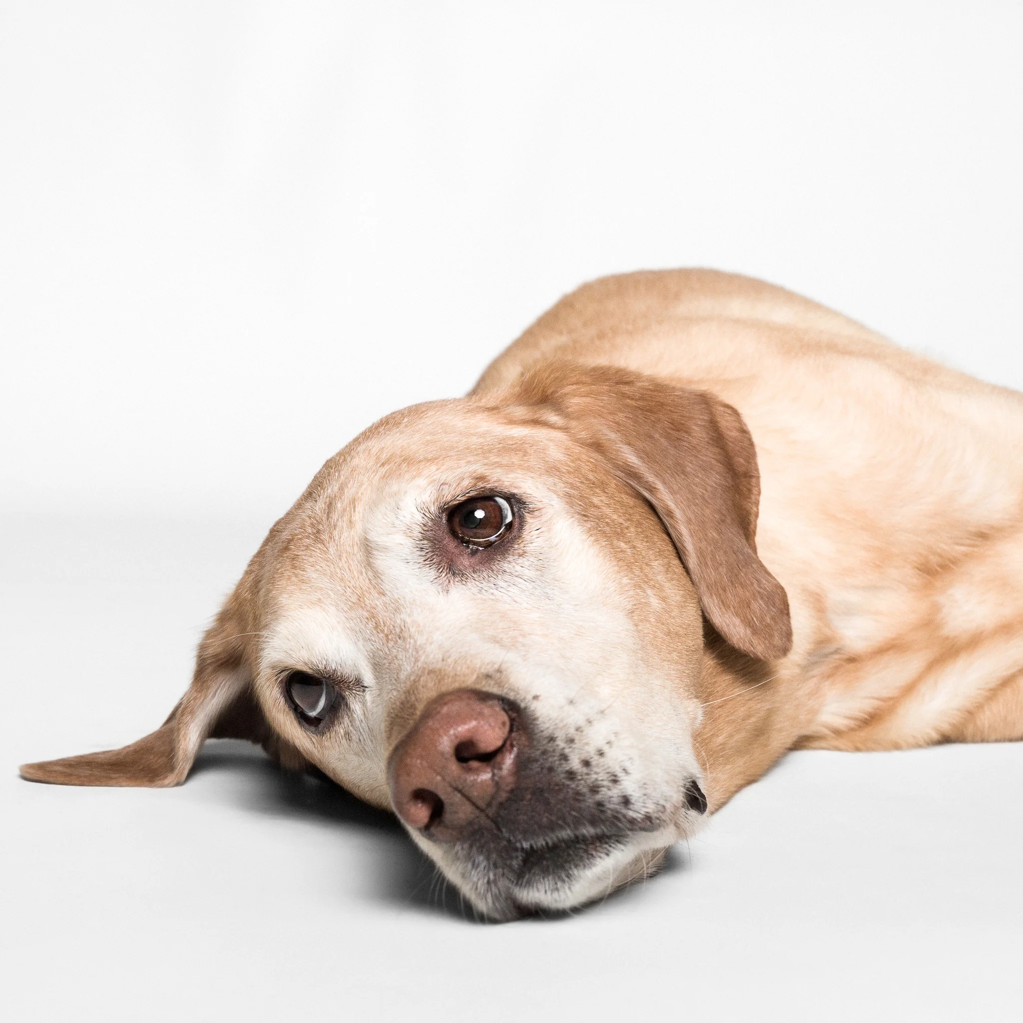 Chicago Dog Photographer