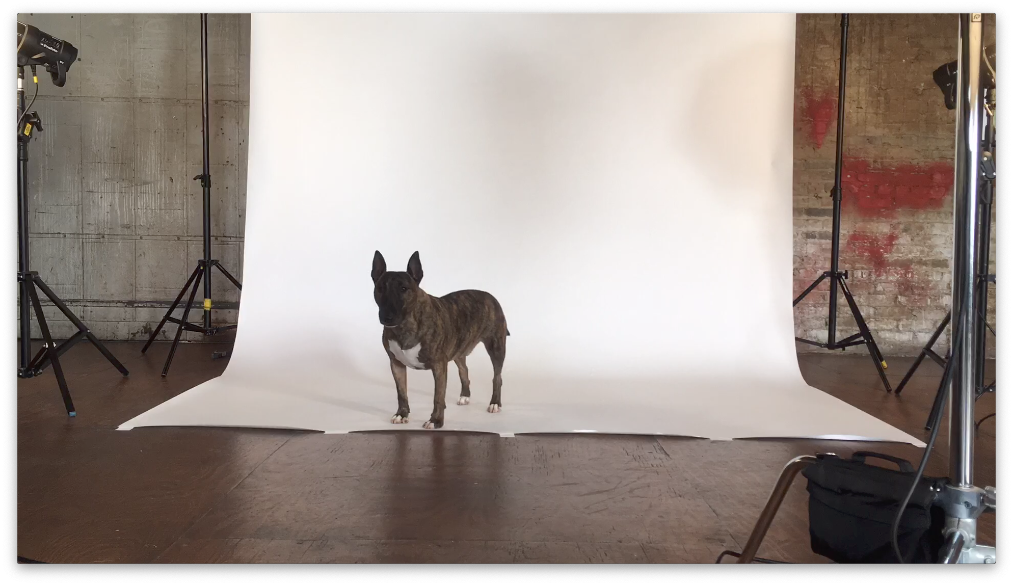 Screen_Shot_Pet_Photography_Time_Lapse.png