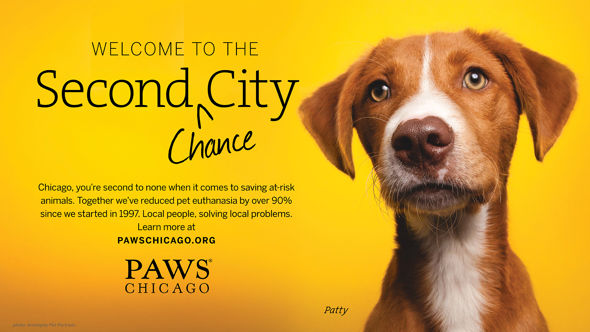 PAWS_Chicago_Dog_2.jpg