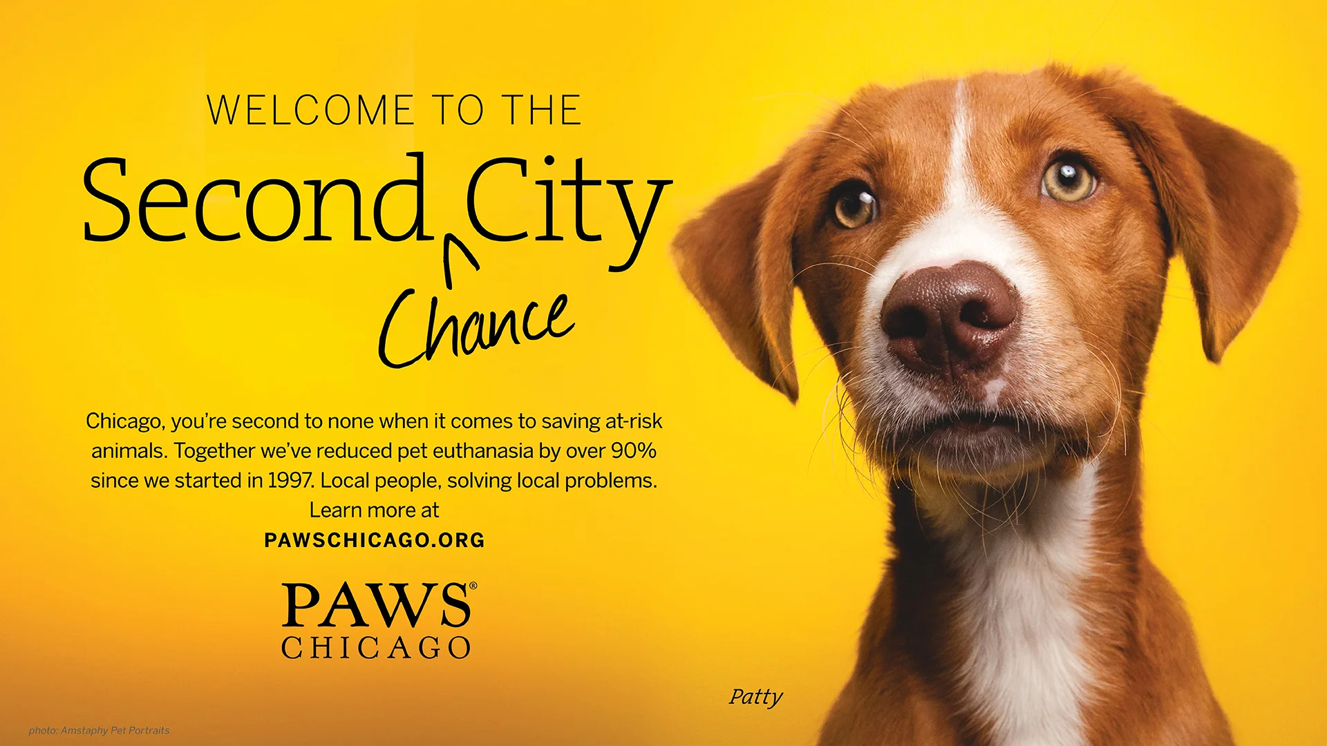 PAWS Chicago Ad Campaign — AMSTAPHY