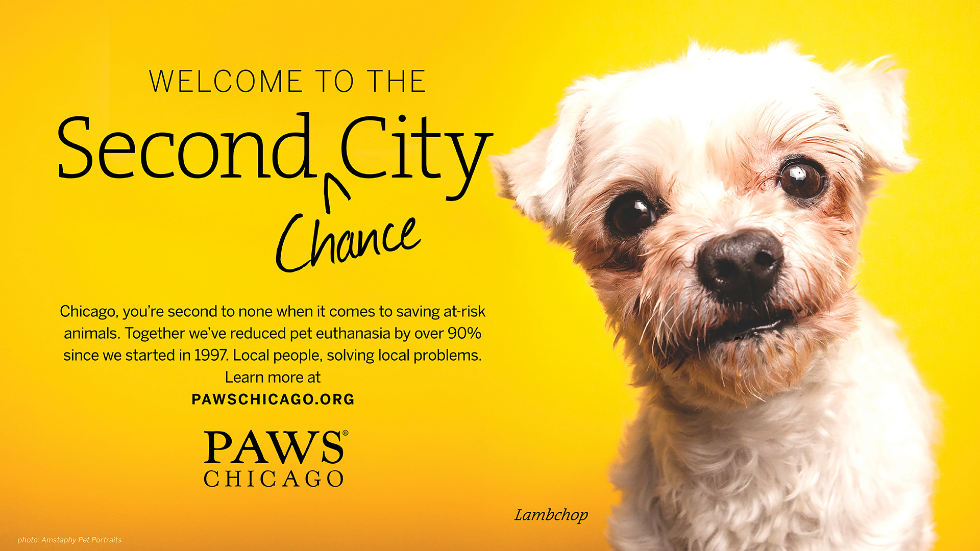 PAWS_Chicago_Dog_1.jpg