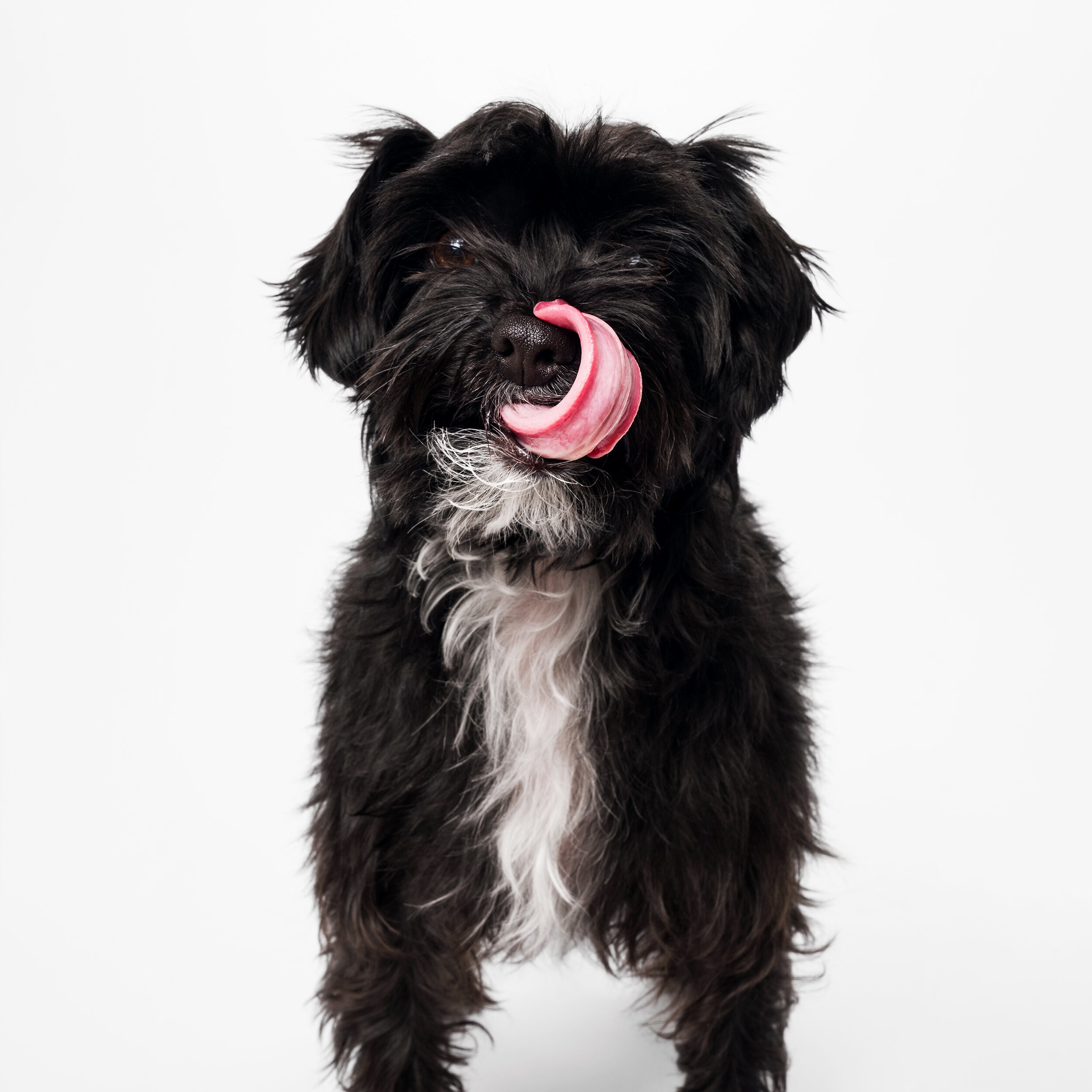 Dog Tongue Portrait