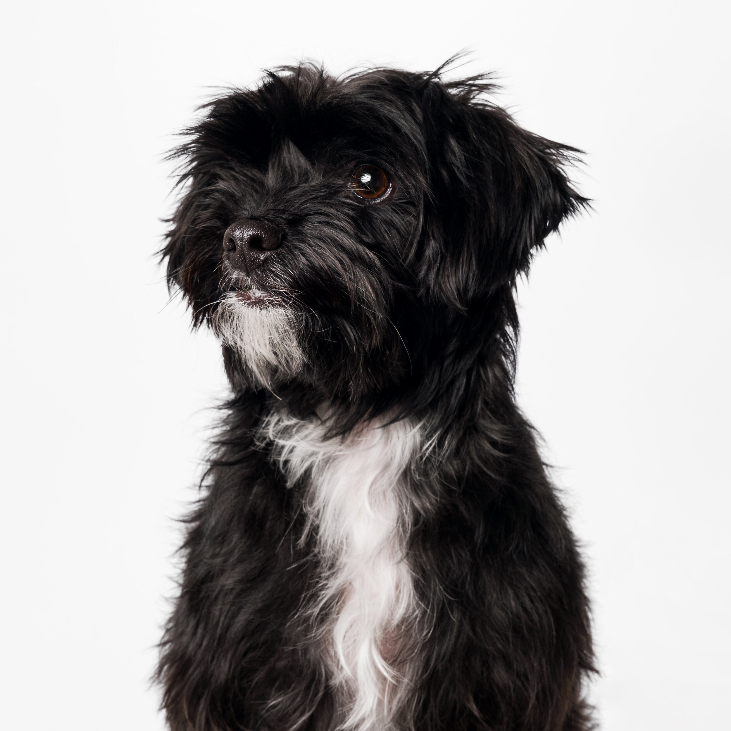 Chicago Pet Photography