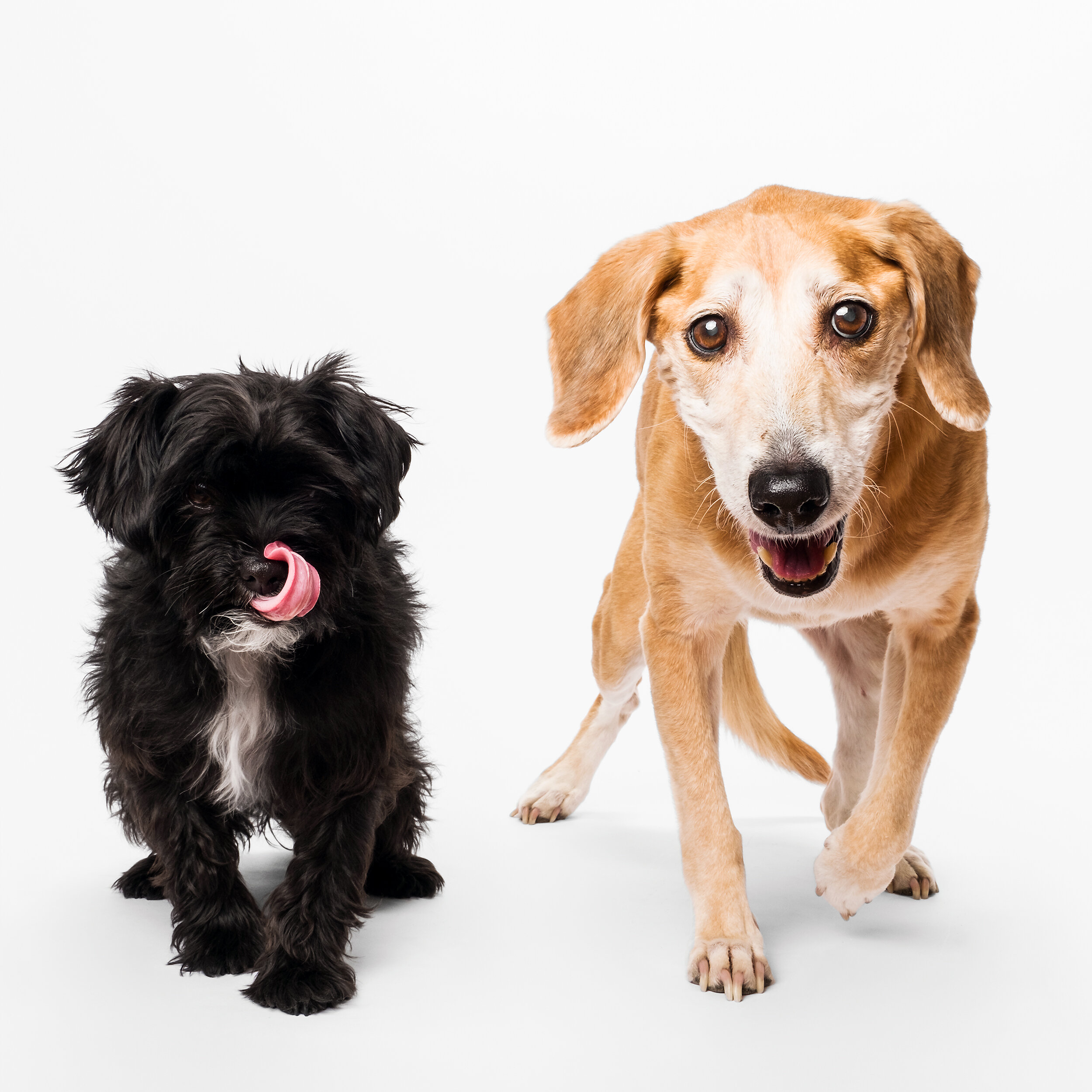 Portrait of Two Dogs by Chicago Pet Photographer