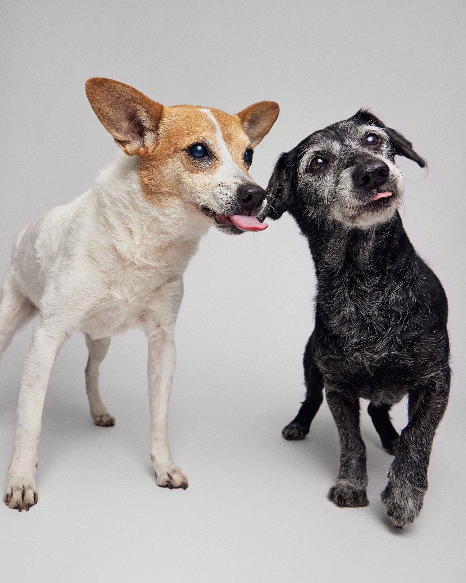 two-dogs-tongue-out-portrait.jpg