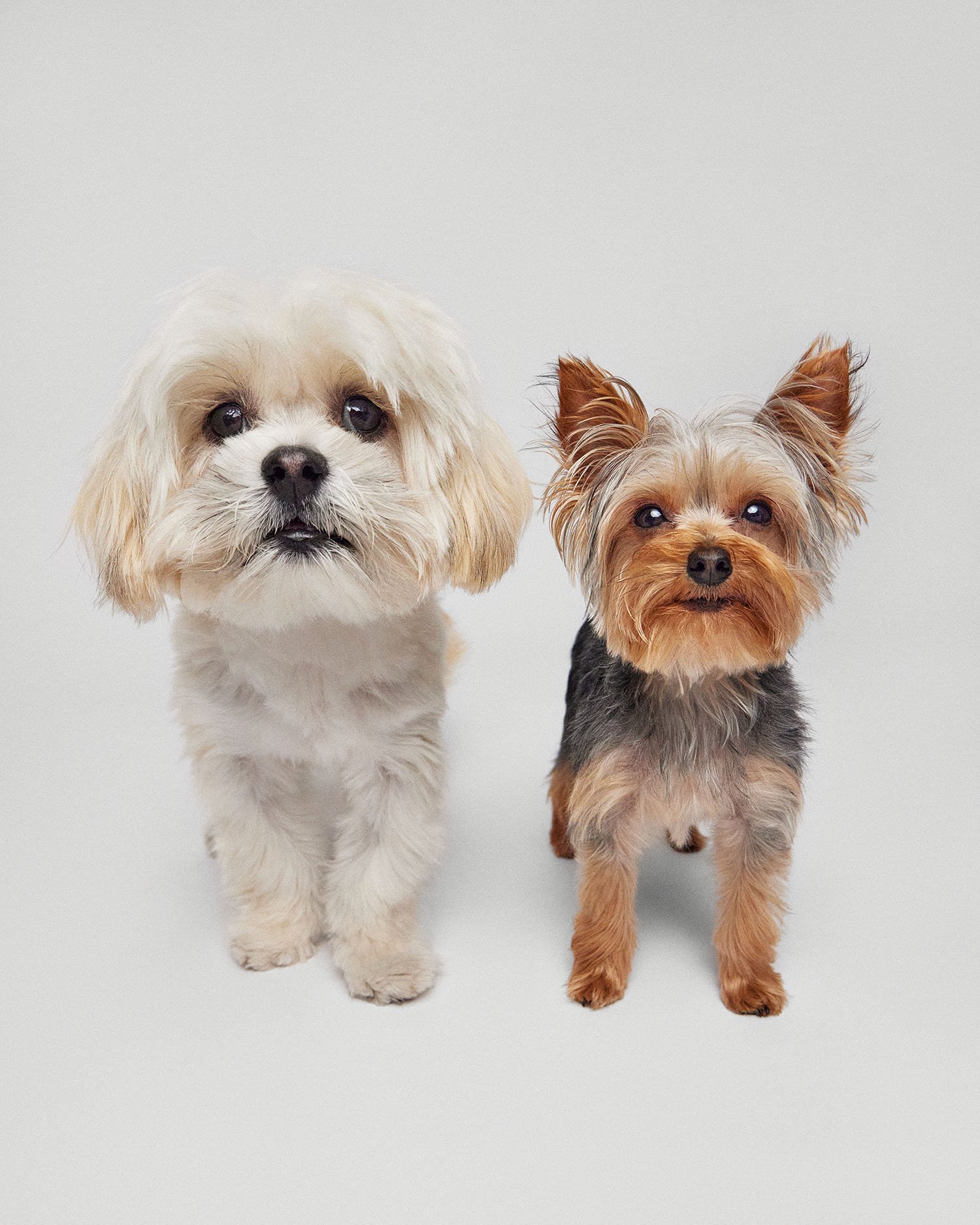 two-dog-portrait.jpg