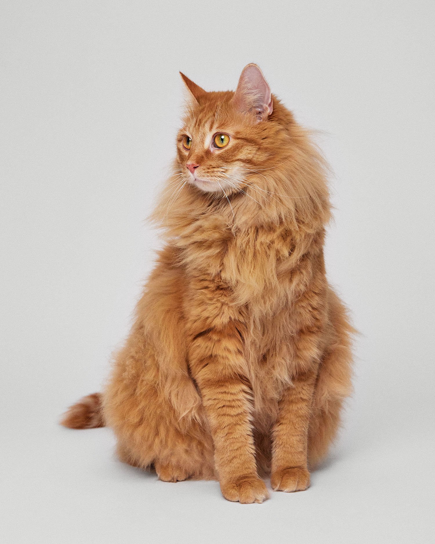 orange-cat-portrait.jpg