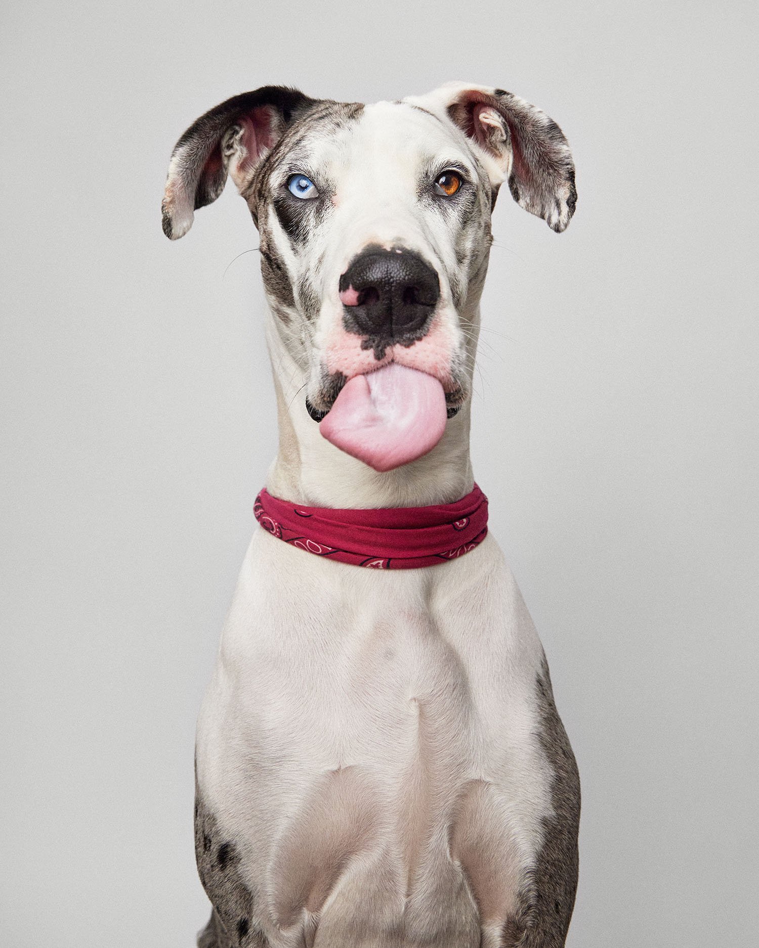 great-dane-tongue-out.jpg