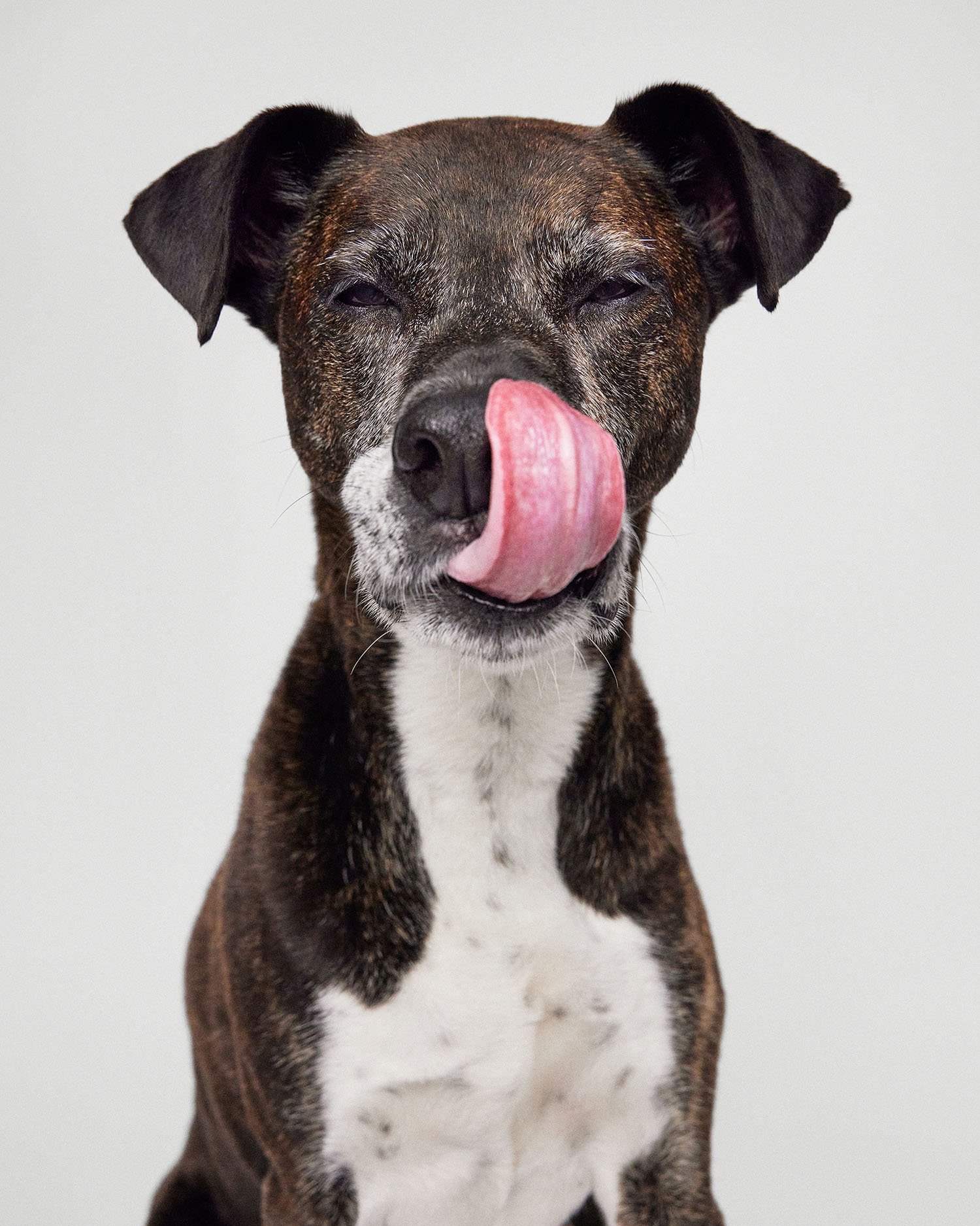 dog-tongue-portrait.jpg