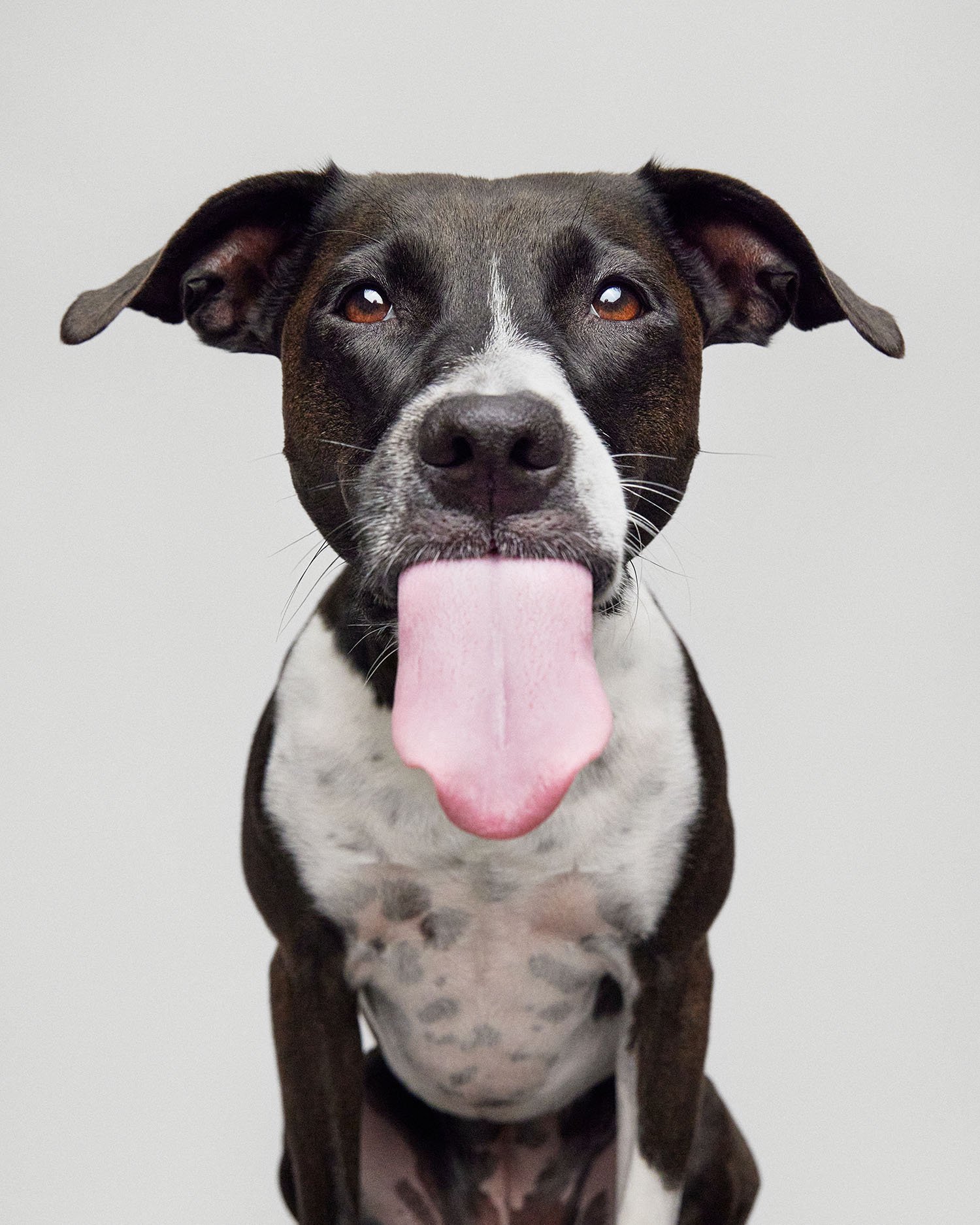 dog-tongue-out-portrait.jpg