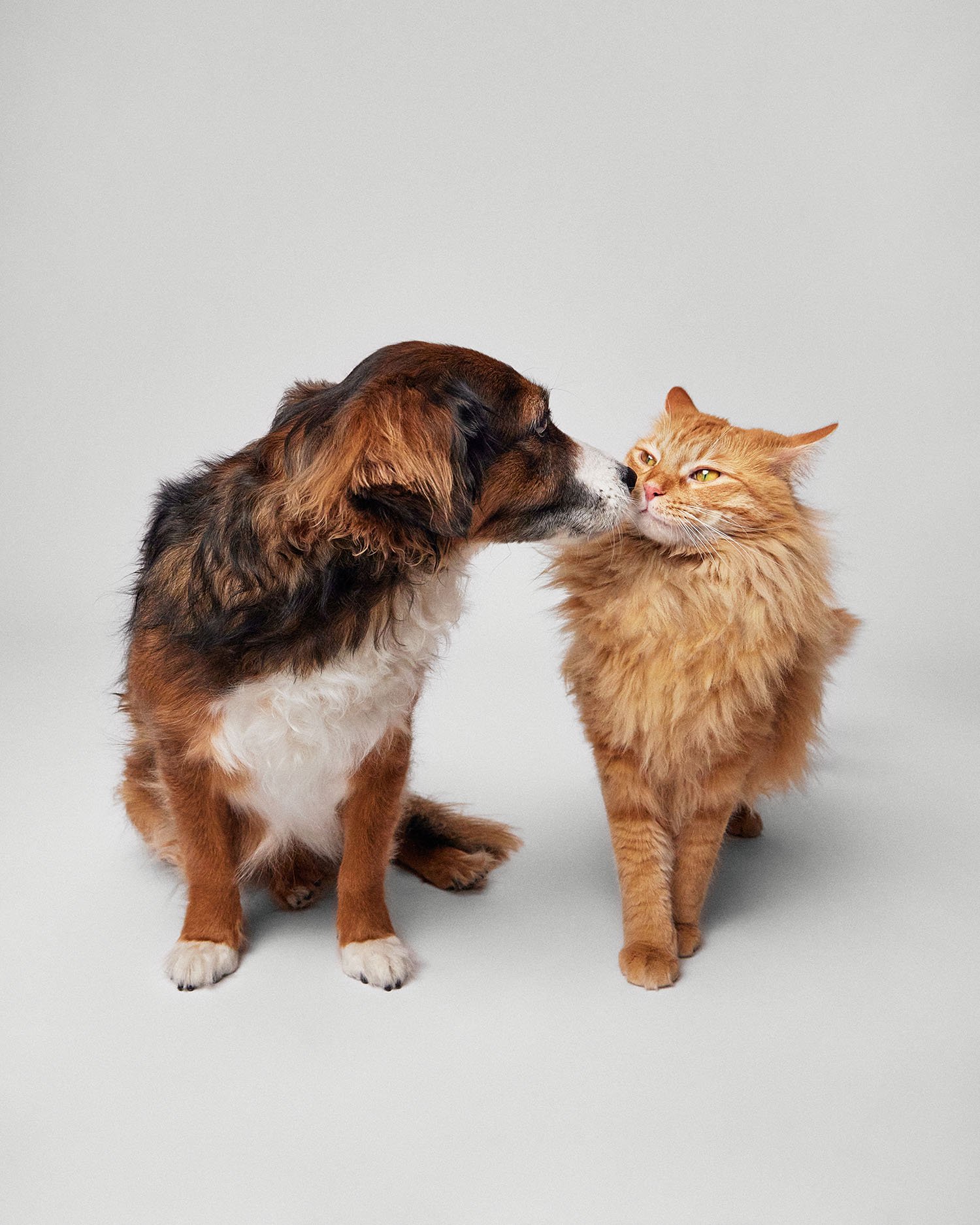 dog-cat-kiss-portrait.jpg