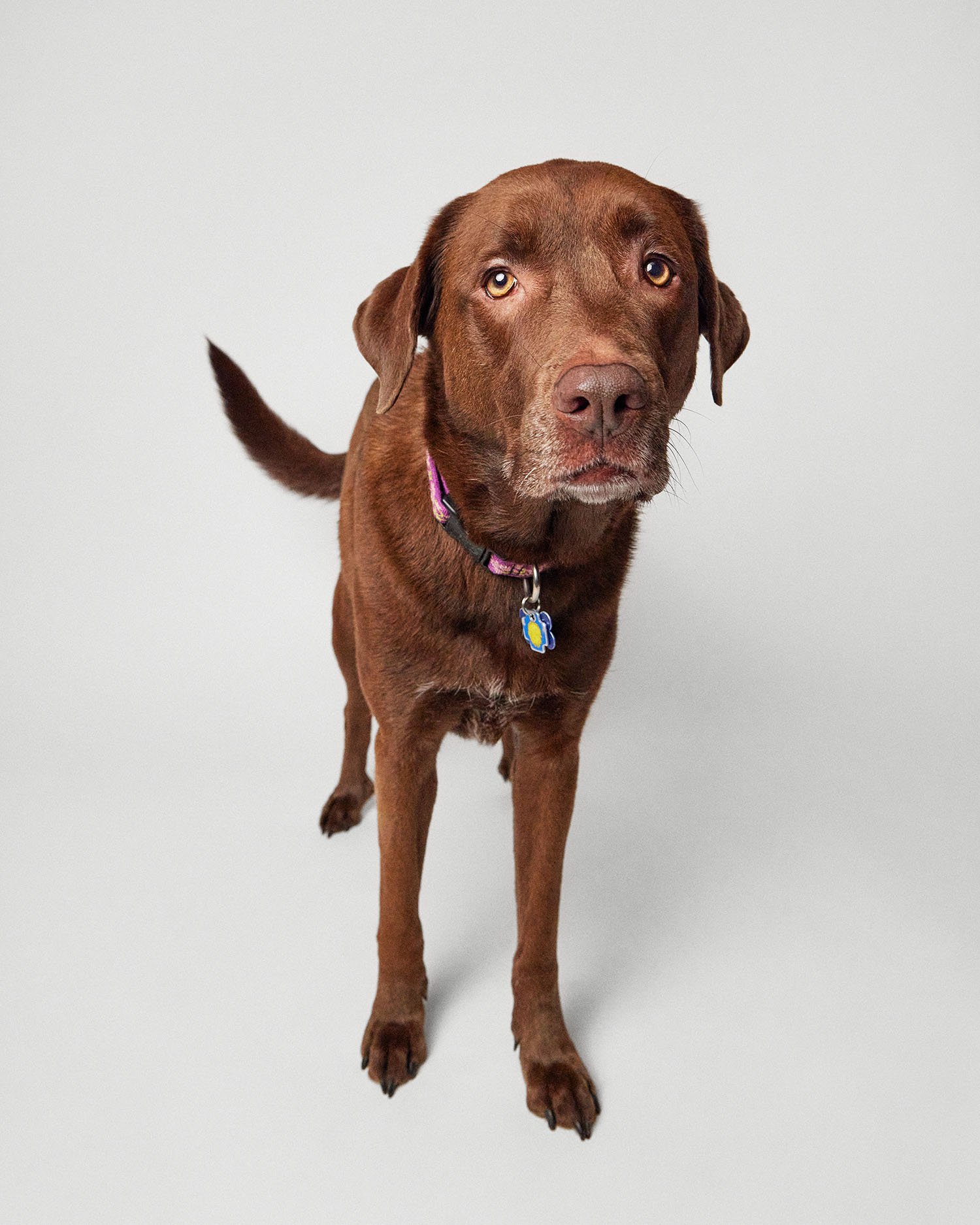 brown-lab-standing.jpg