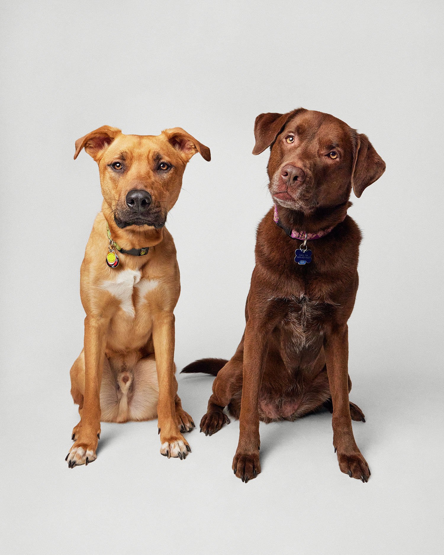 two-dog-portrait.jpg