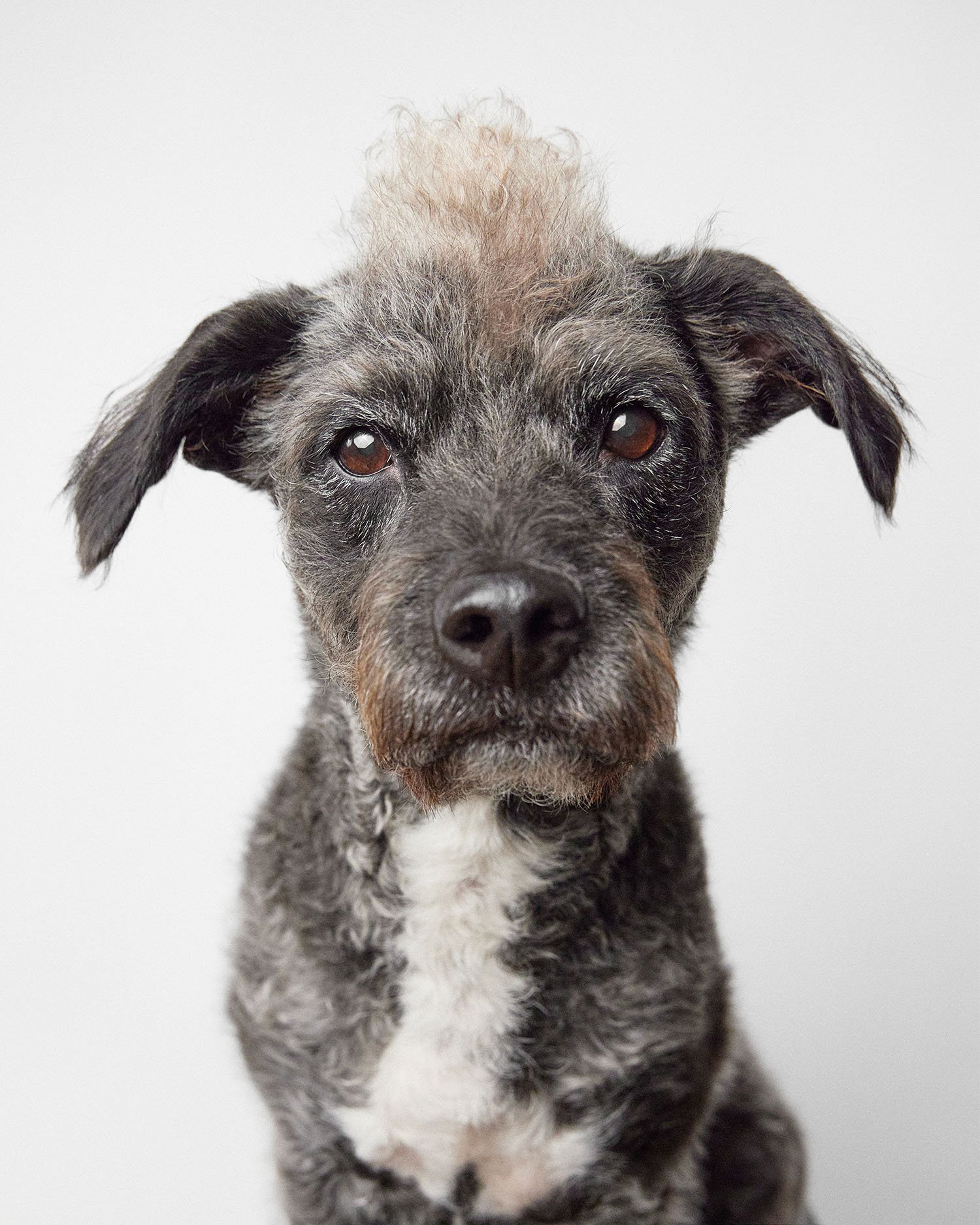 dog-mohawk-hairstyle.jpg