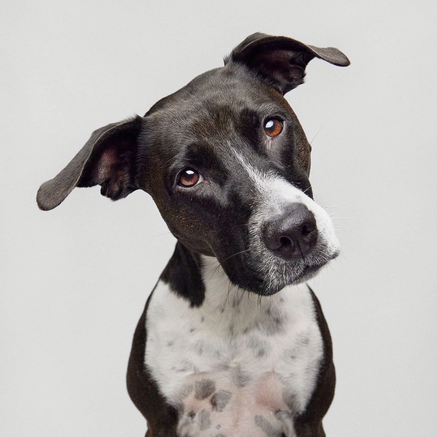 black-dog-head-tilt-portrait.jpg