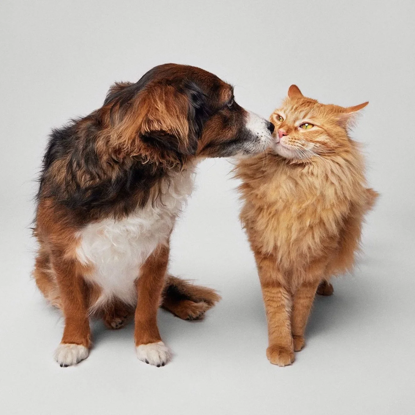 dog-cat-kiss-portrait.jpg