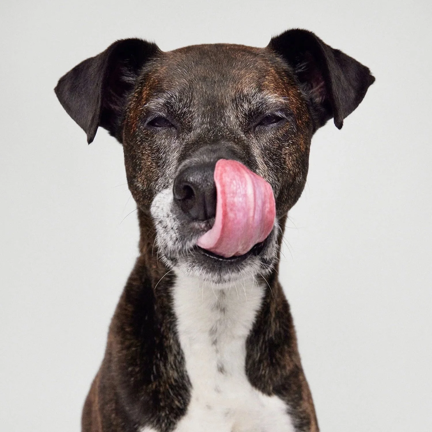 dog-tongue-portrait.jpg