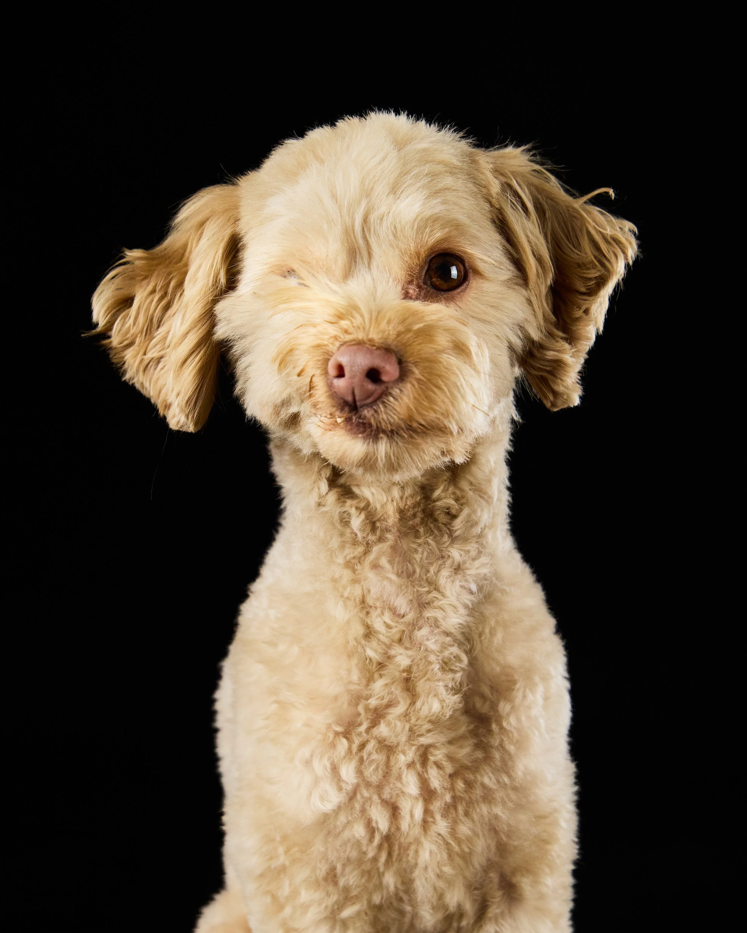 Dog one eye portrait