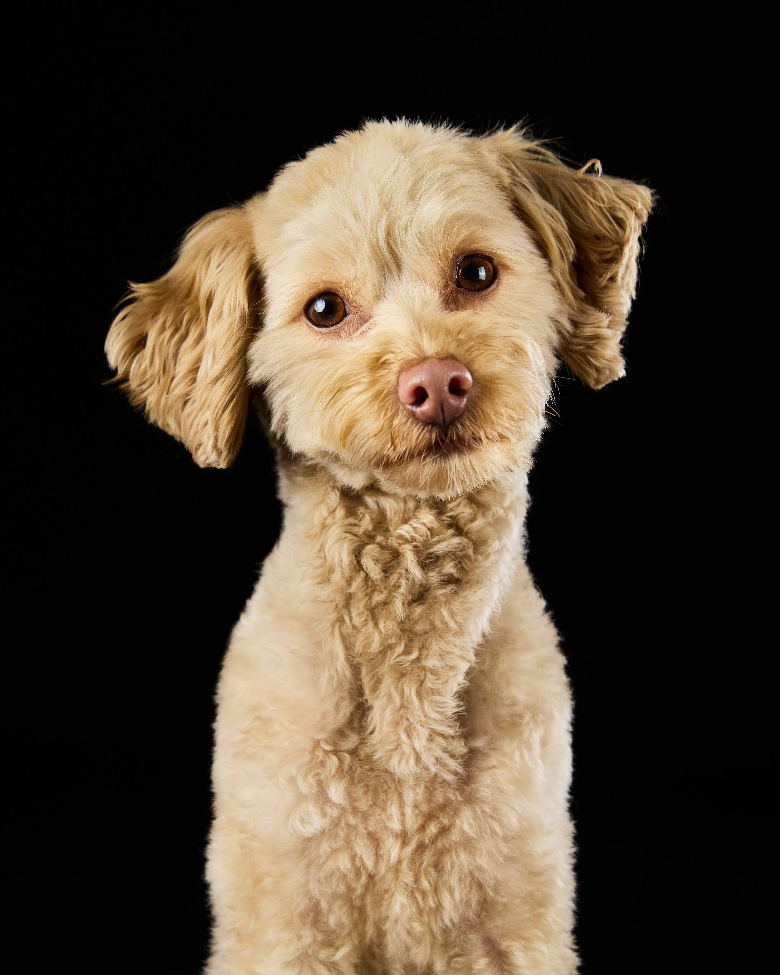 Dog head tilt portrait