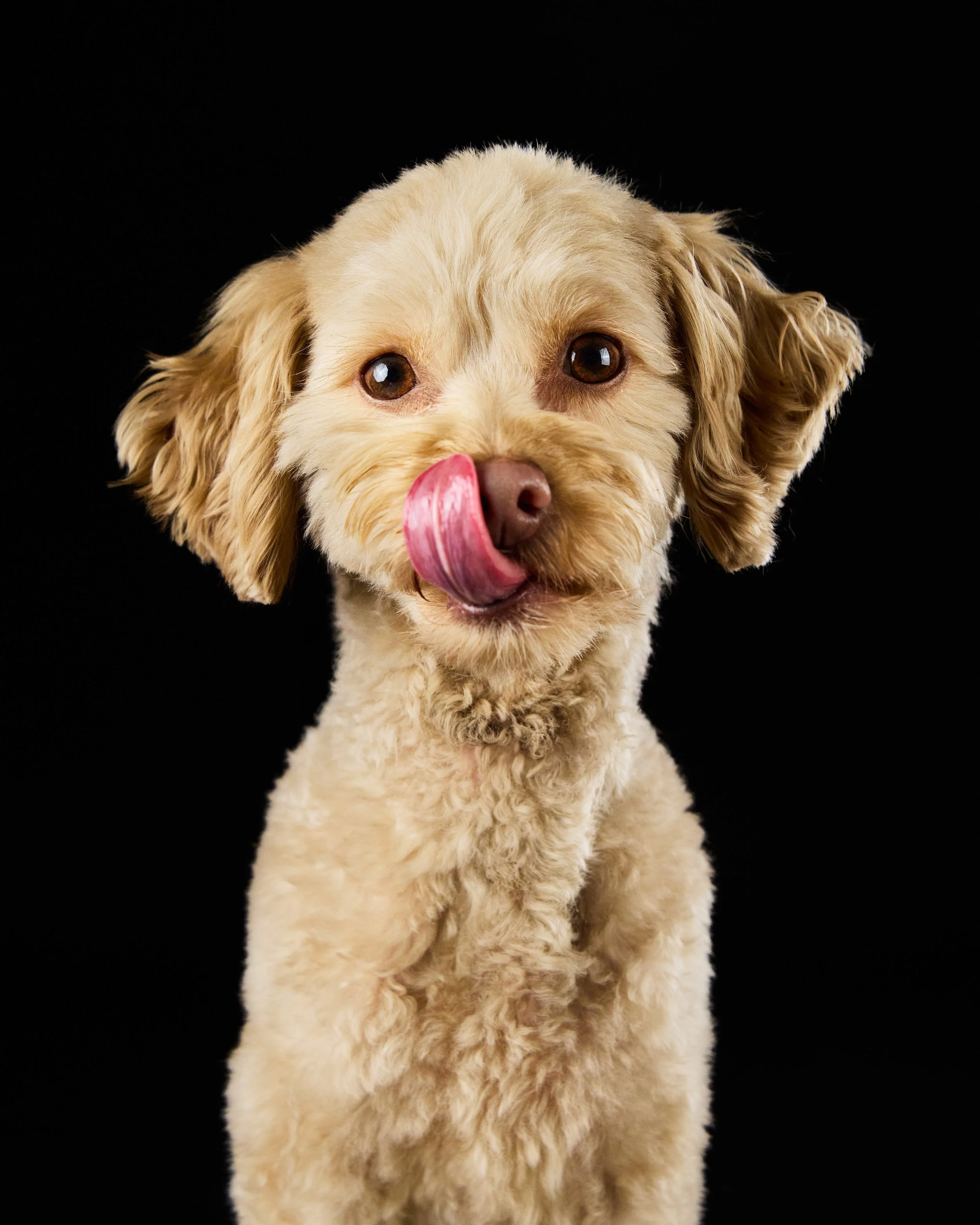 Dog tongue portrait
