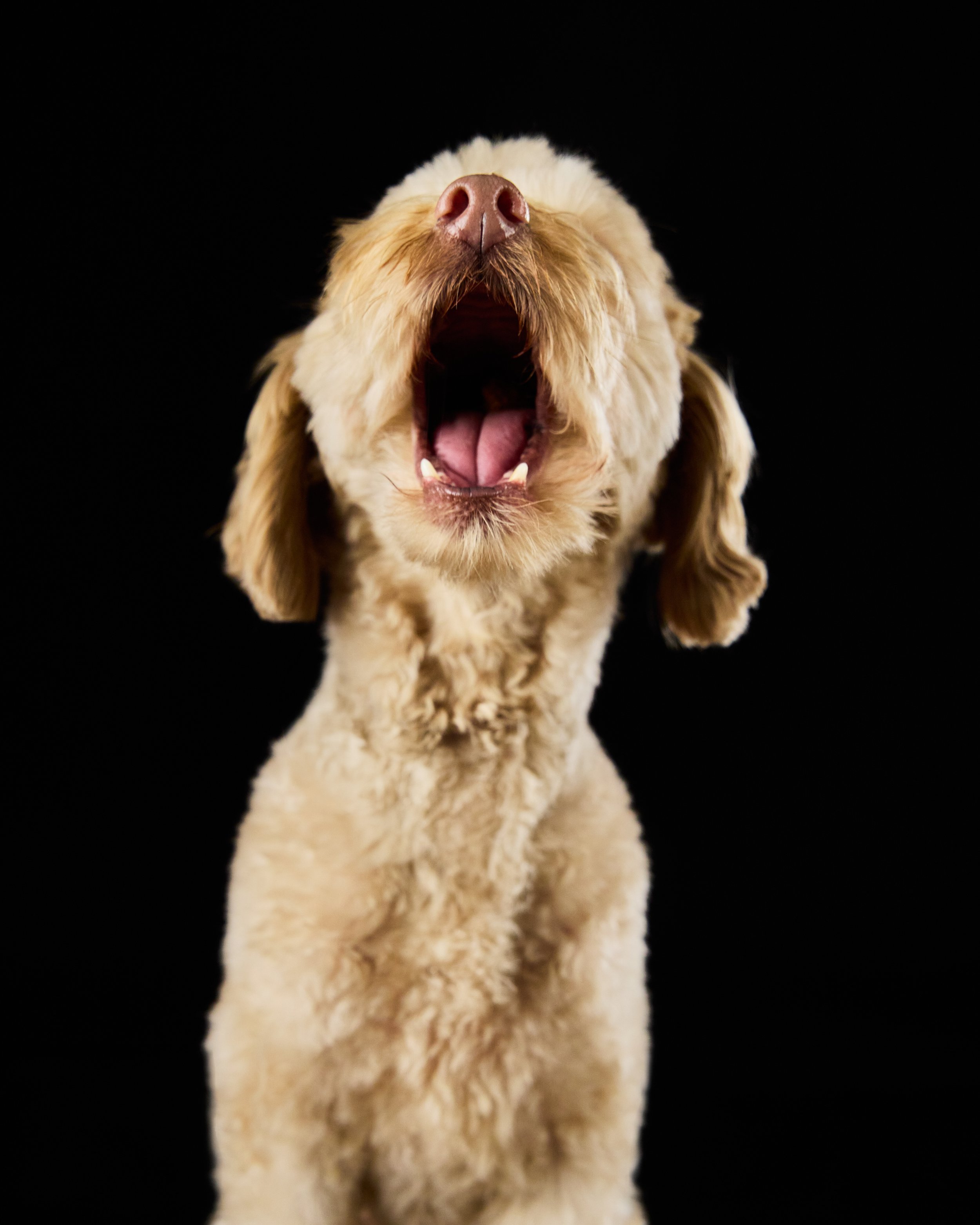 Dog mouth portrait