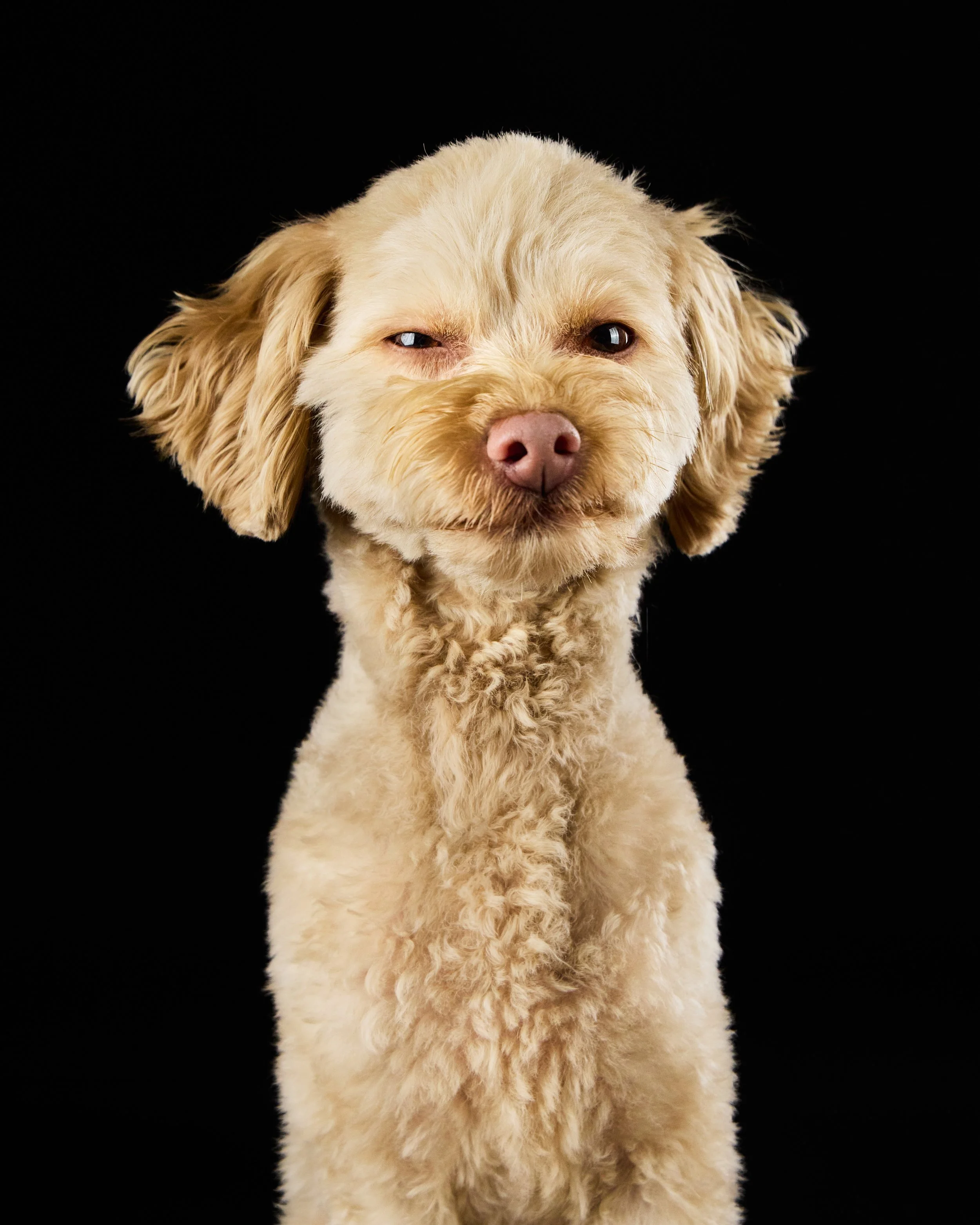 Dog mugging portrait