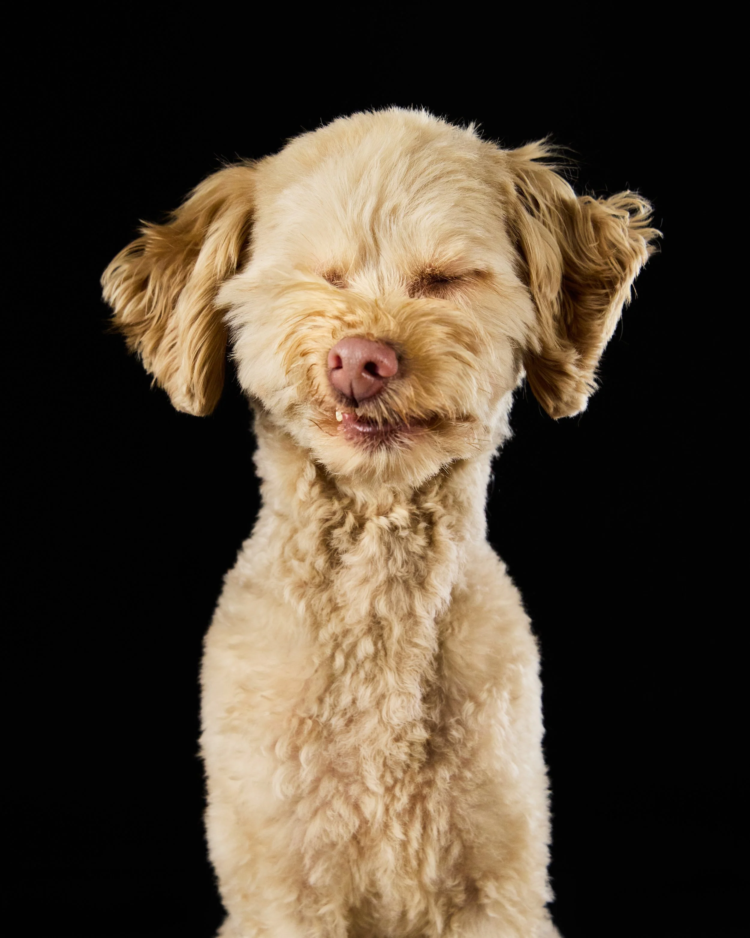 Dog squinting portrait