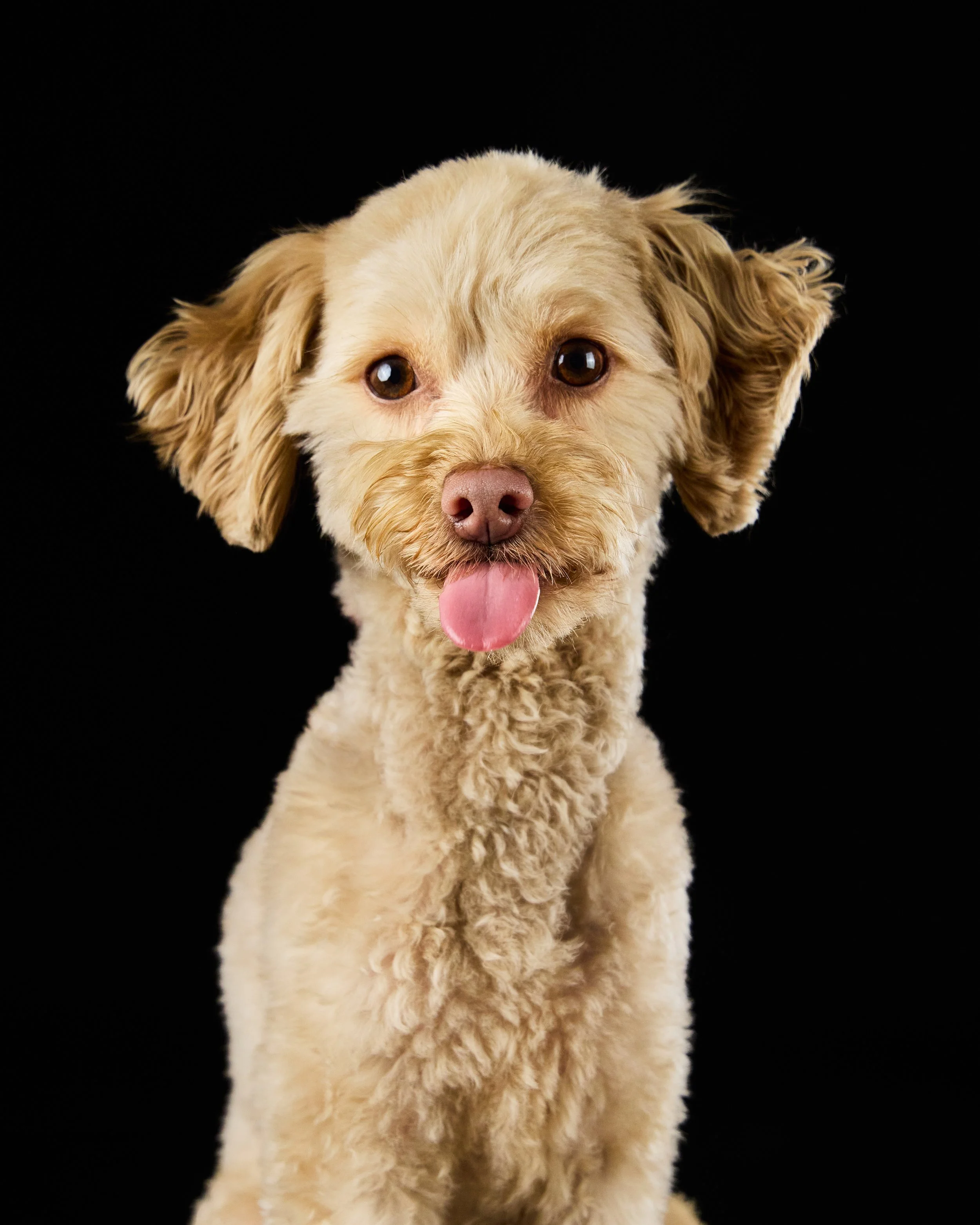 Dog tongue portrait 2