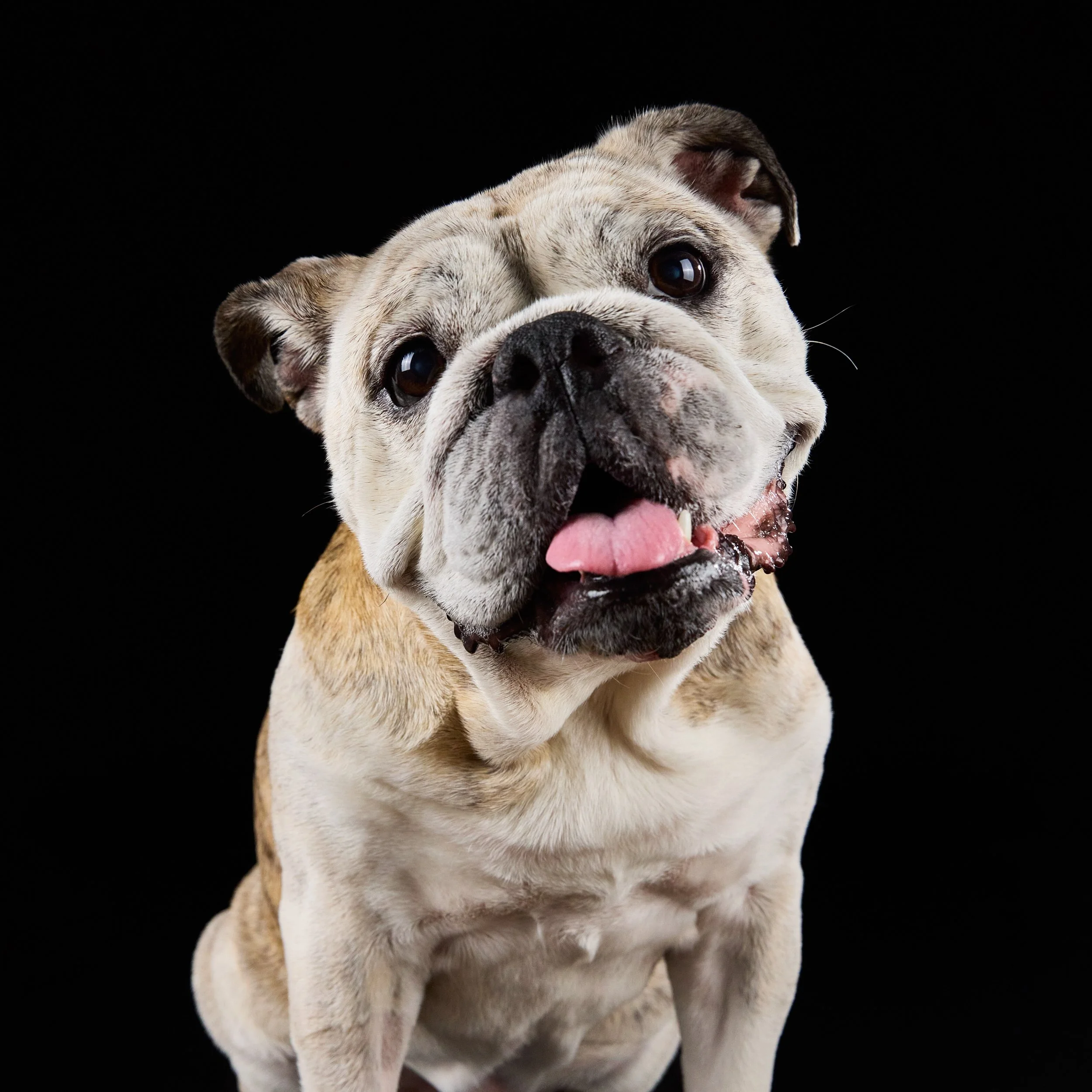 senior-bulldog.jpg