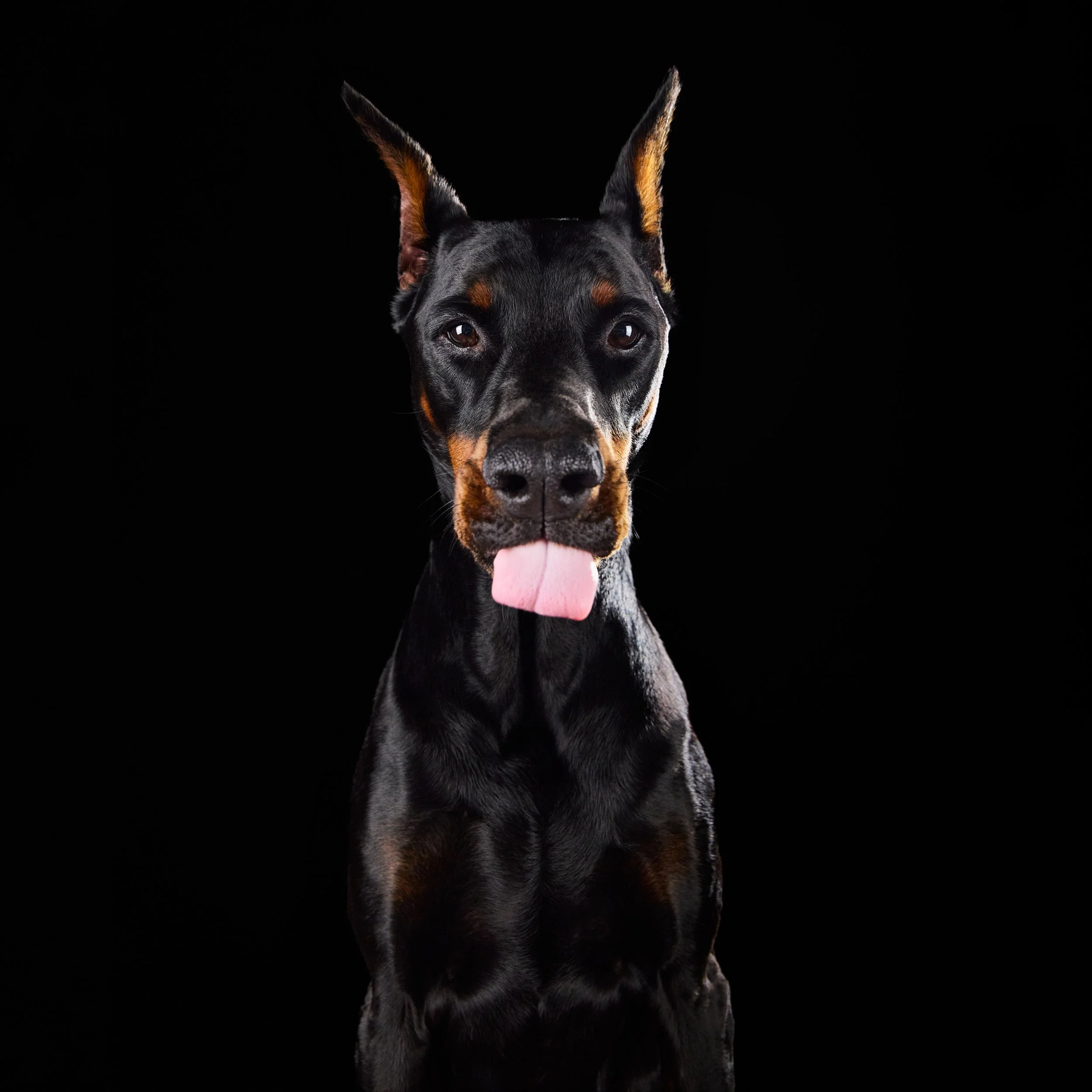 doberman.jpg