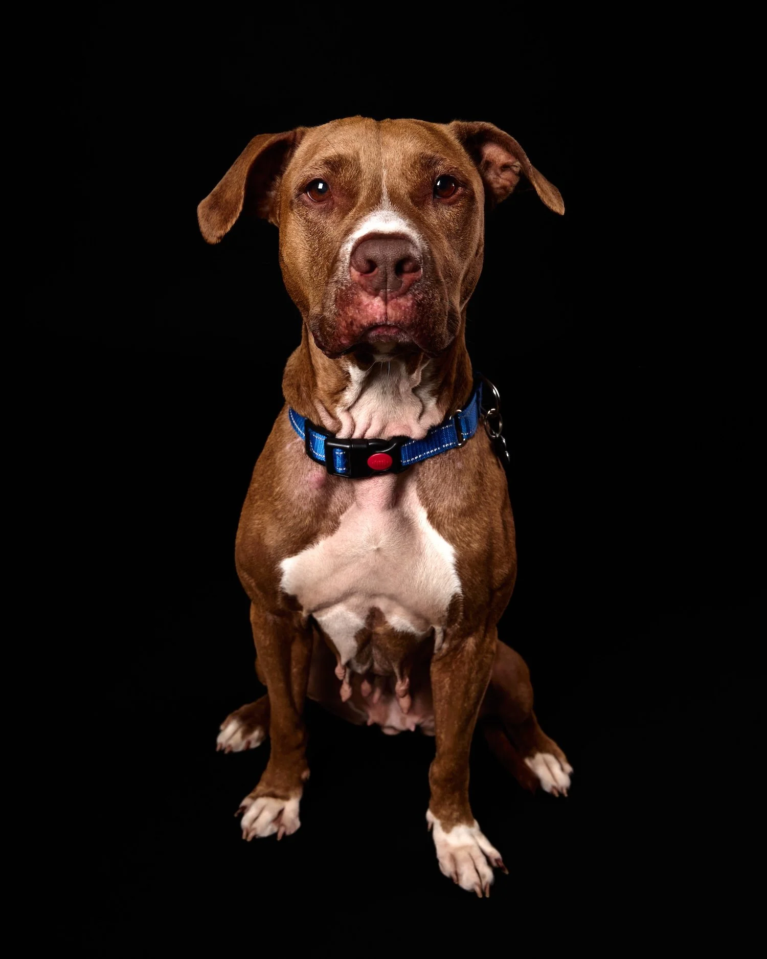 dog portrait